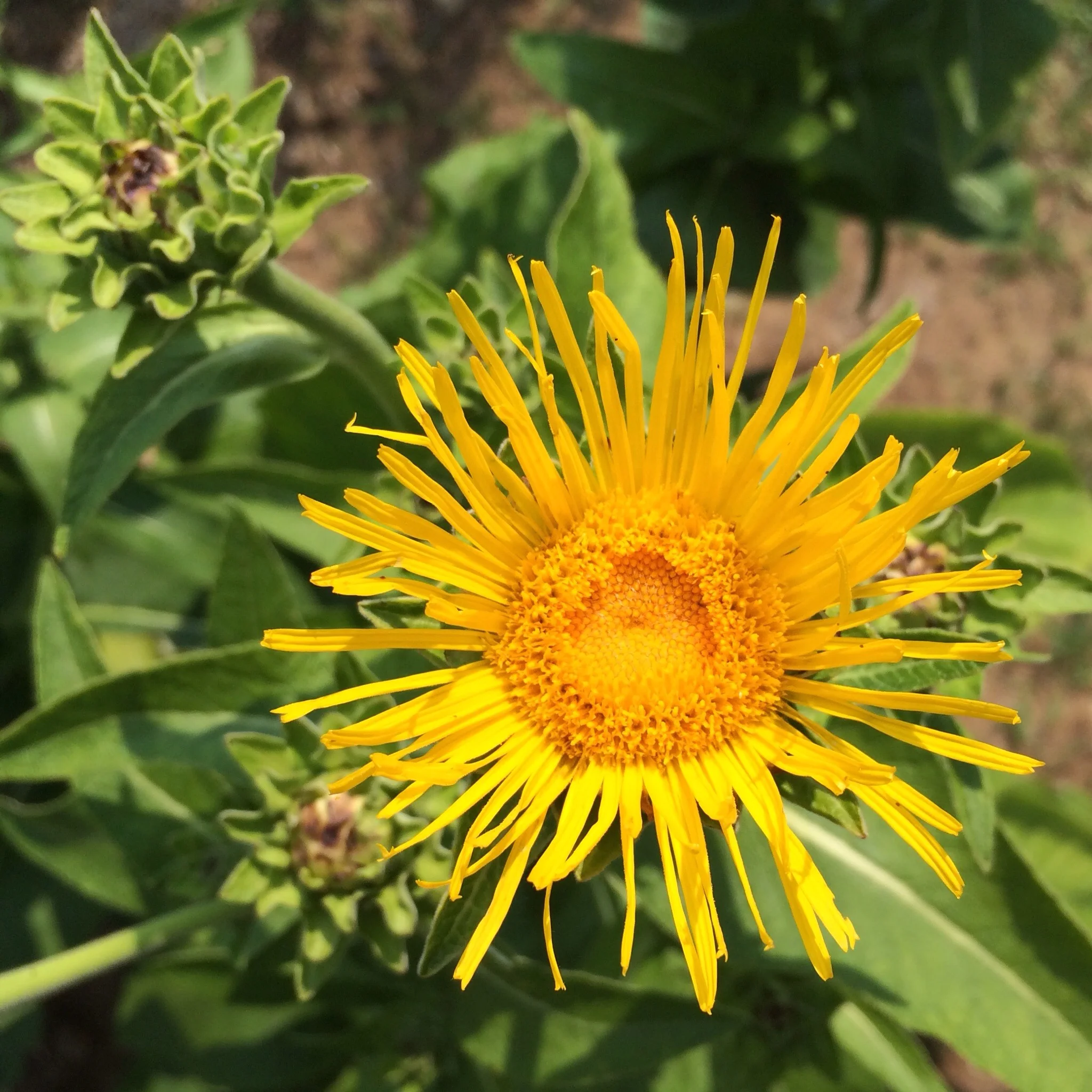 Yellow elecampane bursting open.
