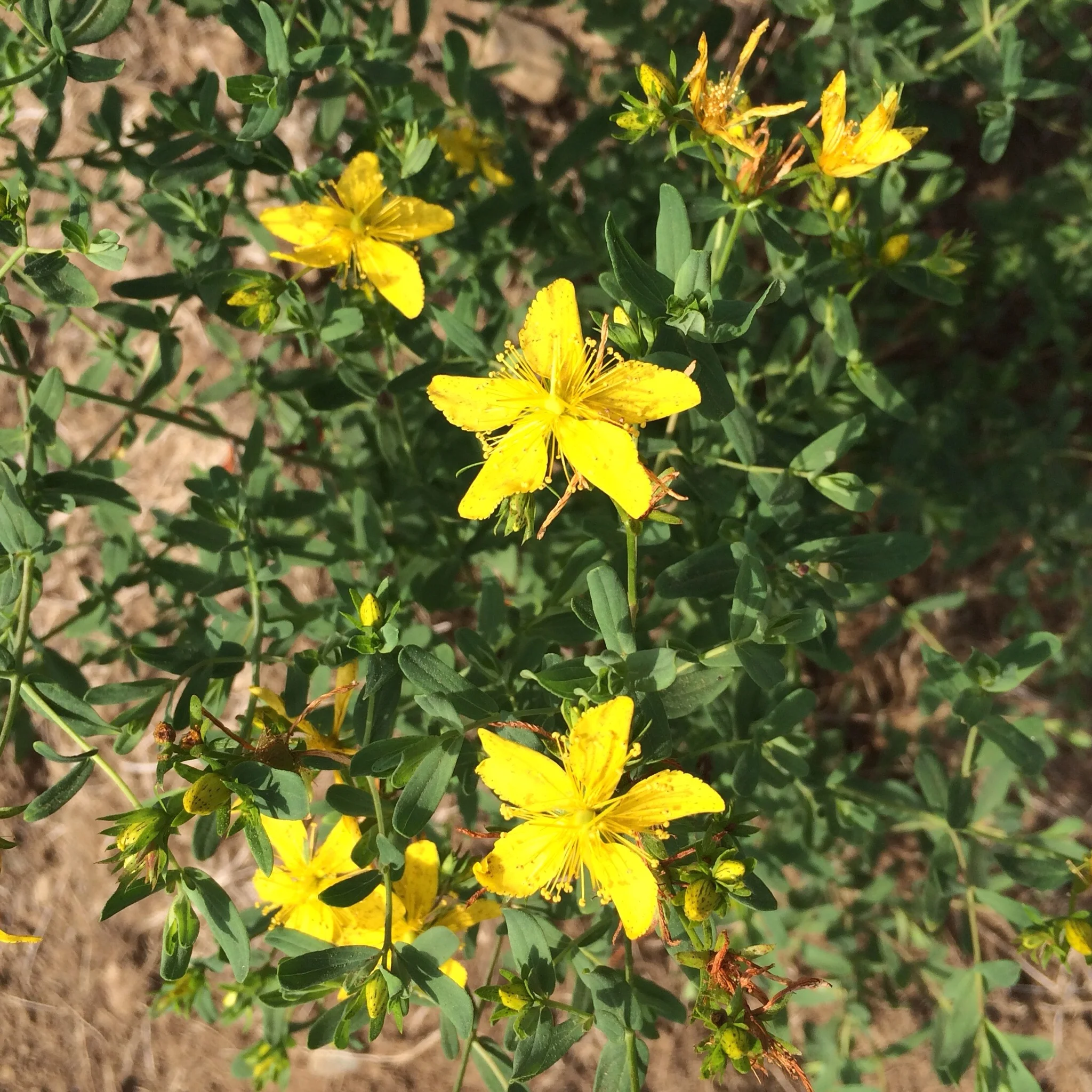 St. John's wort