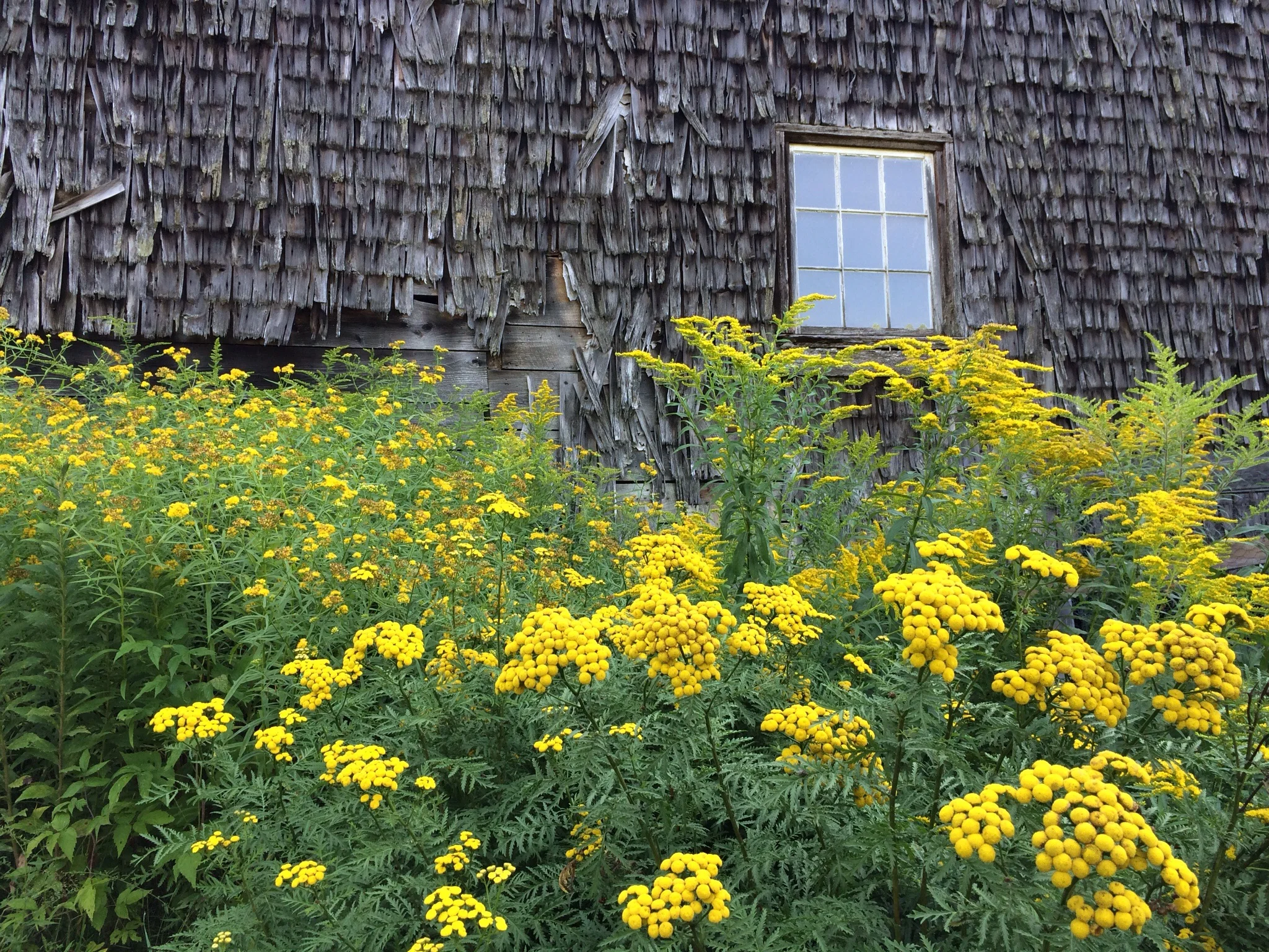 Tansy and goldenrod are the most colorful plants around the property right now. 