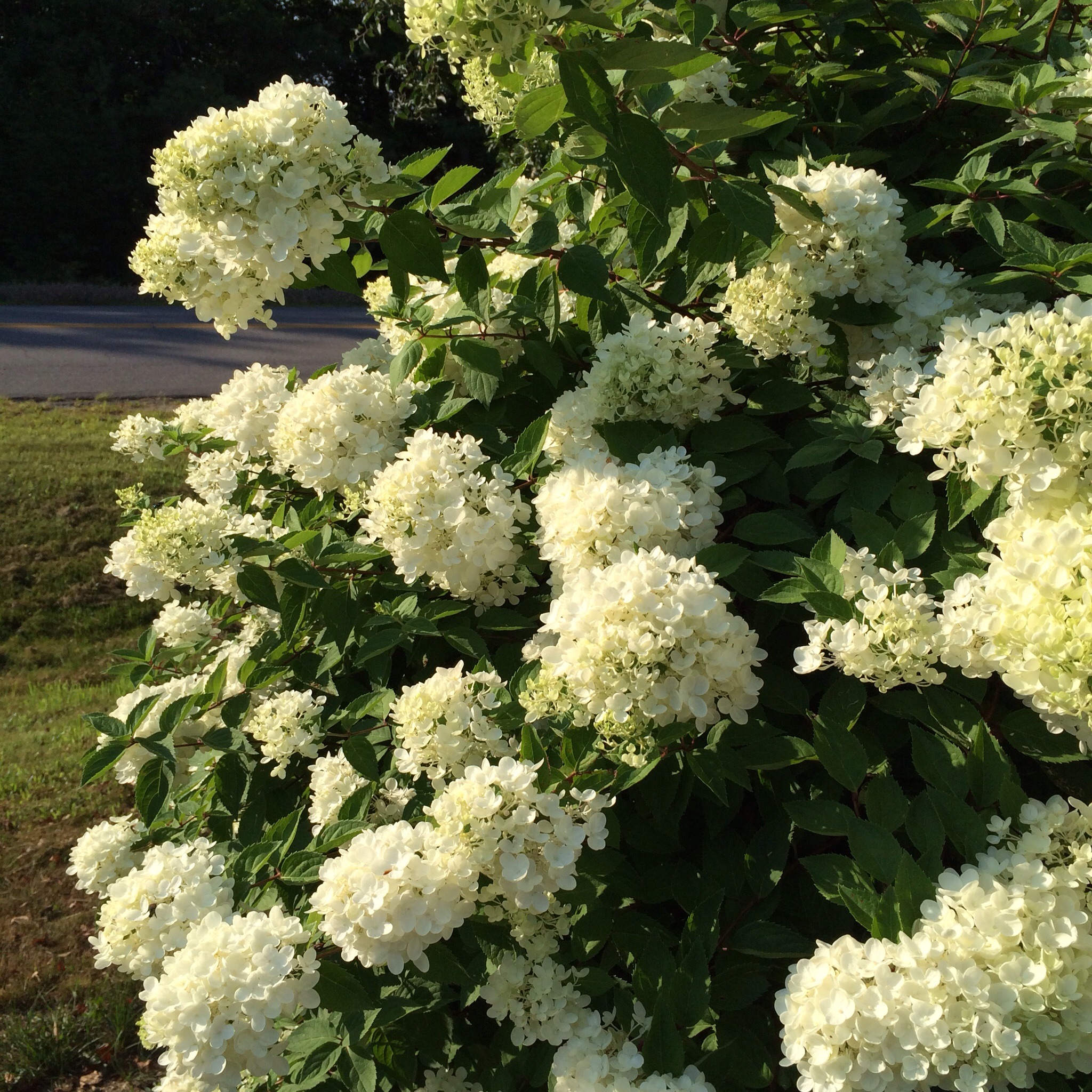 Hydrangea bush In the hot sun