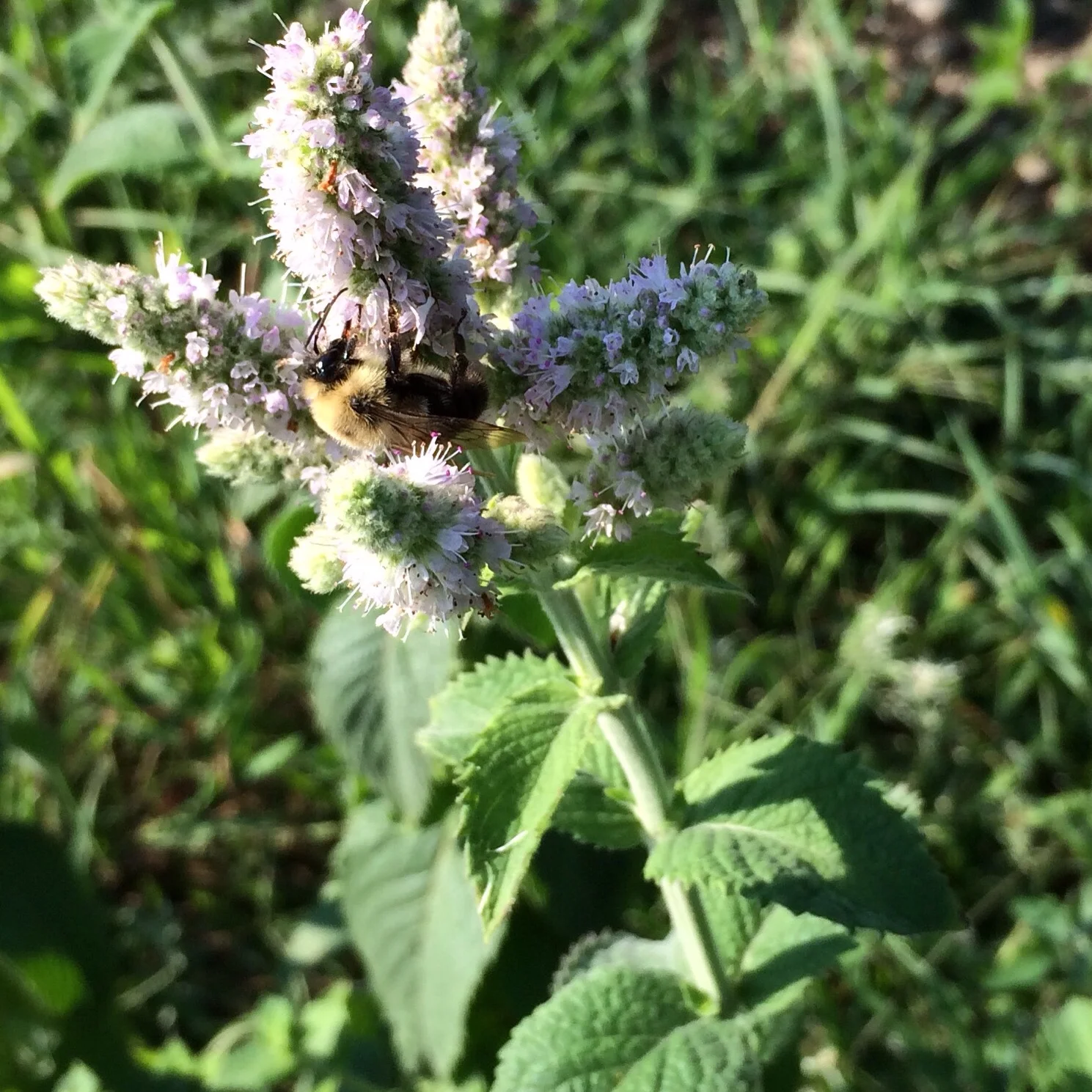 Bumble on the apple mint