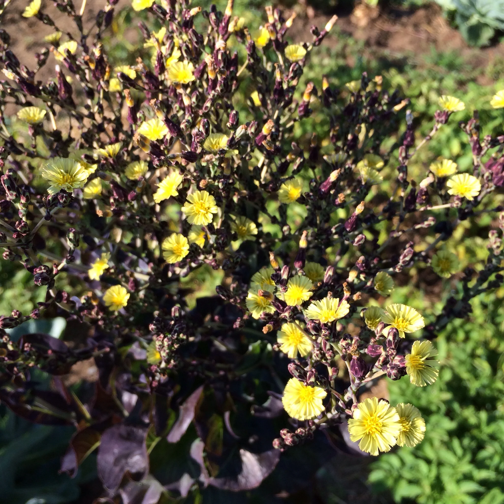 I love everything about lettuce plants going to seed (except for the bitter taste of the leaves at this stage).