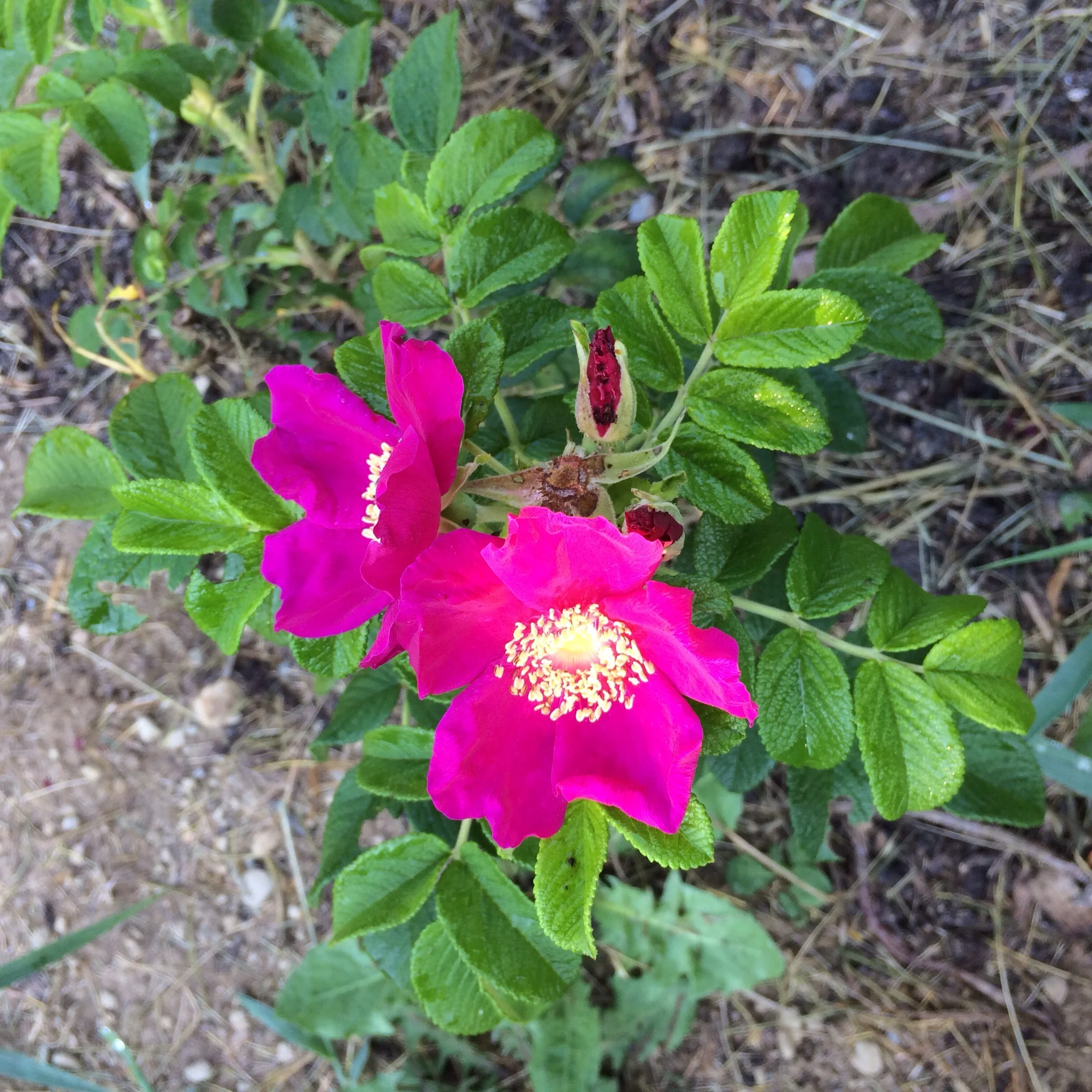 A couple more roses are stil blooming. Little troopers.