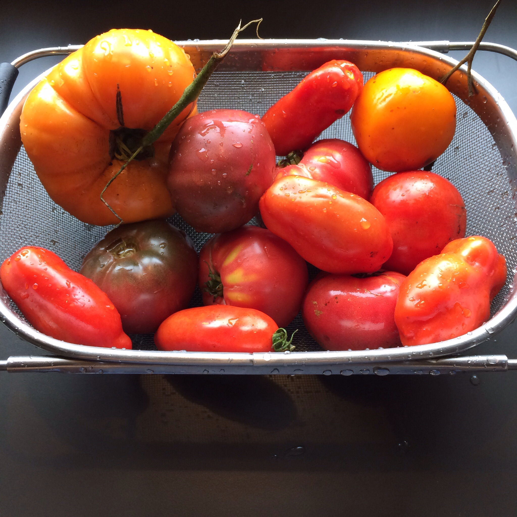 Some of these beauties became salsa, some were roasted in the oven, and others went into sauce. 