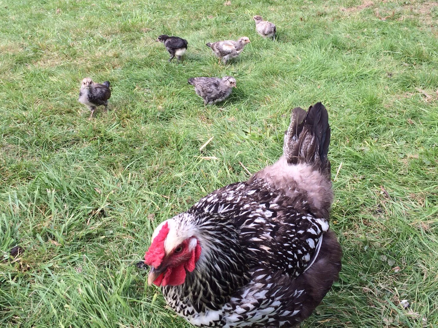 And this was taken Tuesday. They look bigger every day. Considering their growth, I feel confident that they're getting good nutrition from their all-day foraging and what we give them.