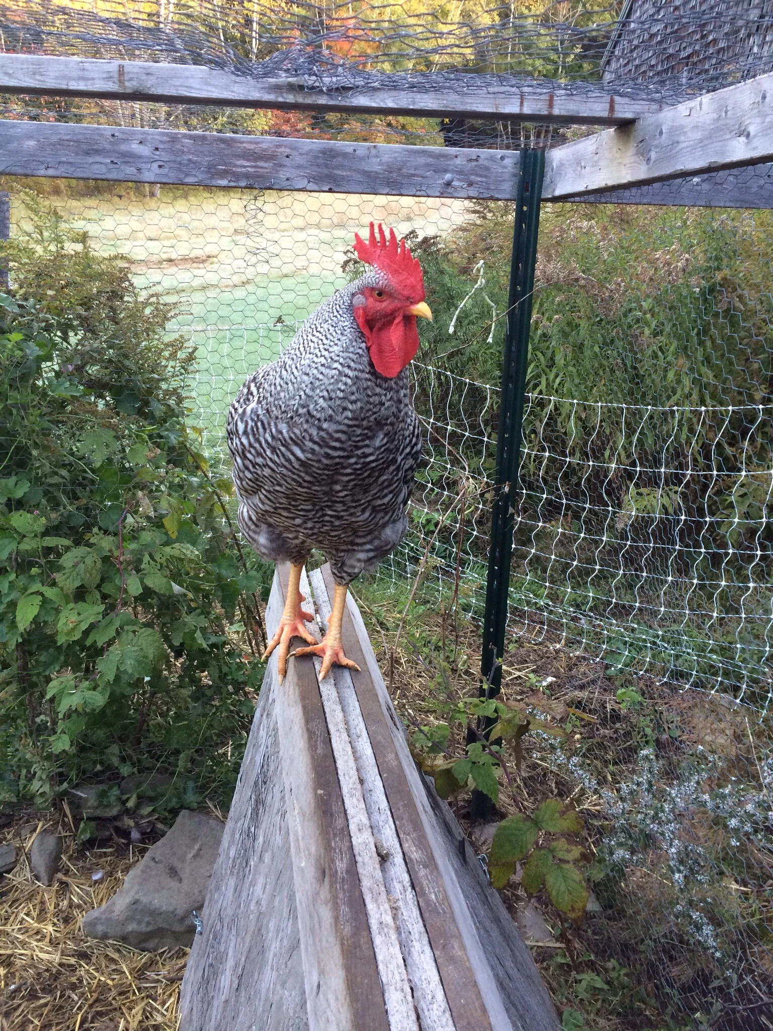 Mr. Perkins has settled in nicely. Seems rather solicitous to the ladies and they seem less inclined to flee frantically from him. 