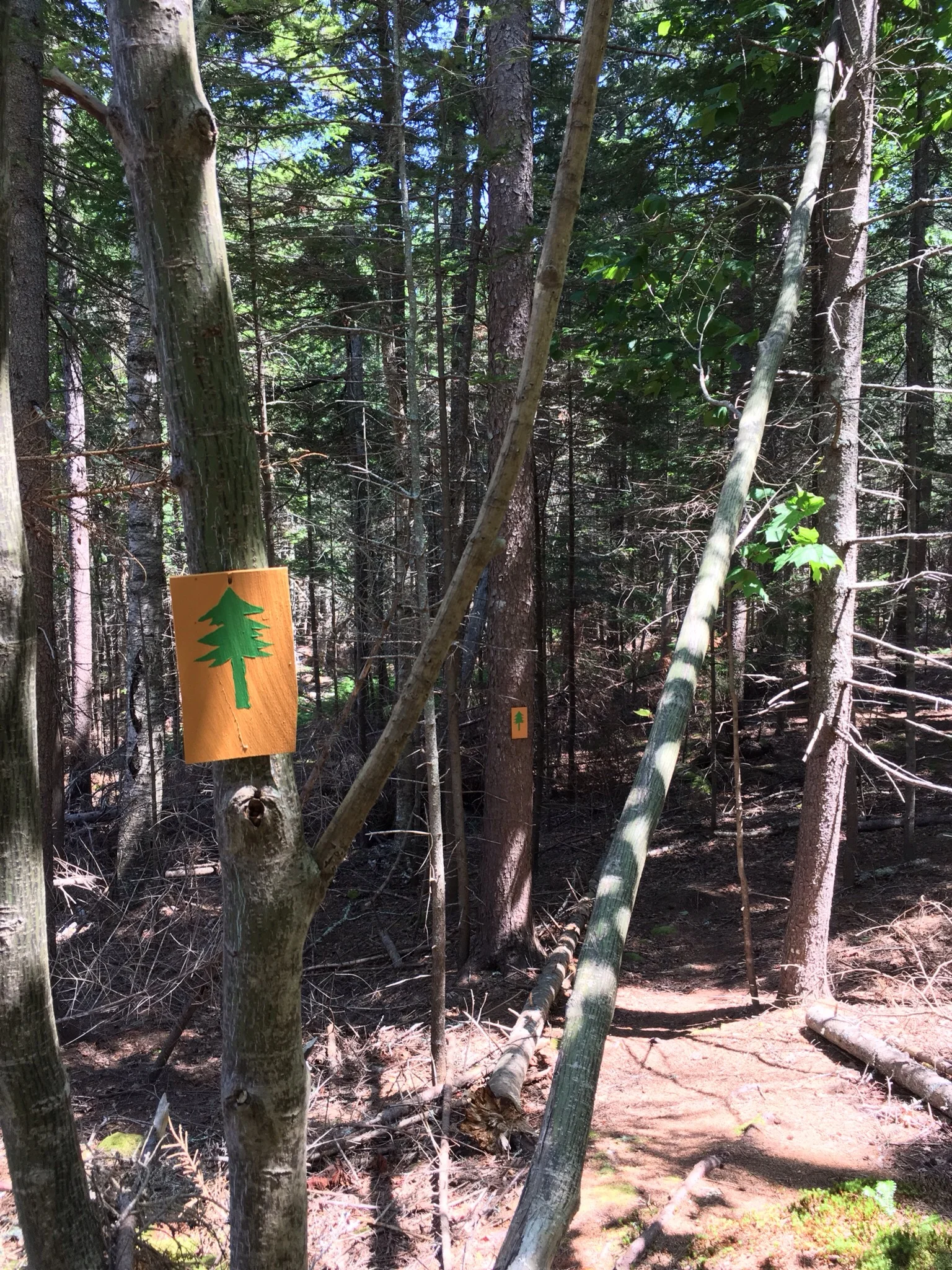 Markers on the woods trail behind the Nearings' homestead.