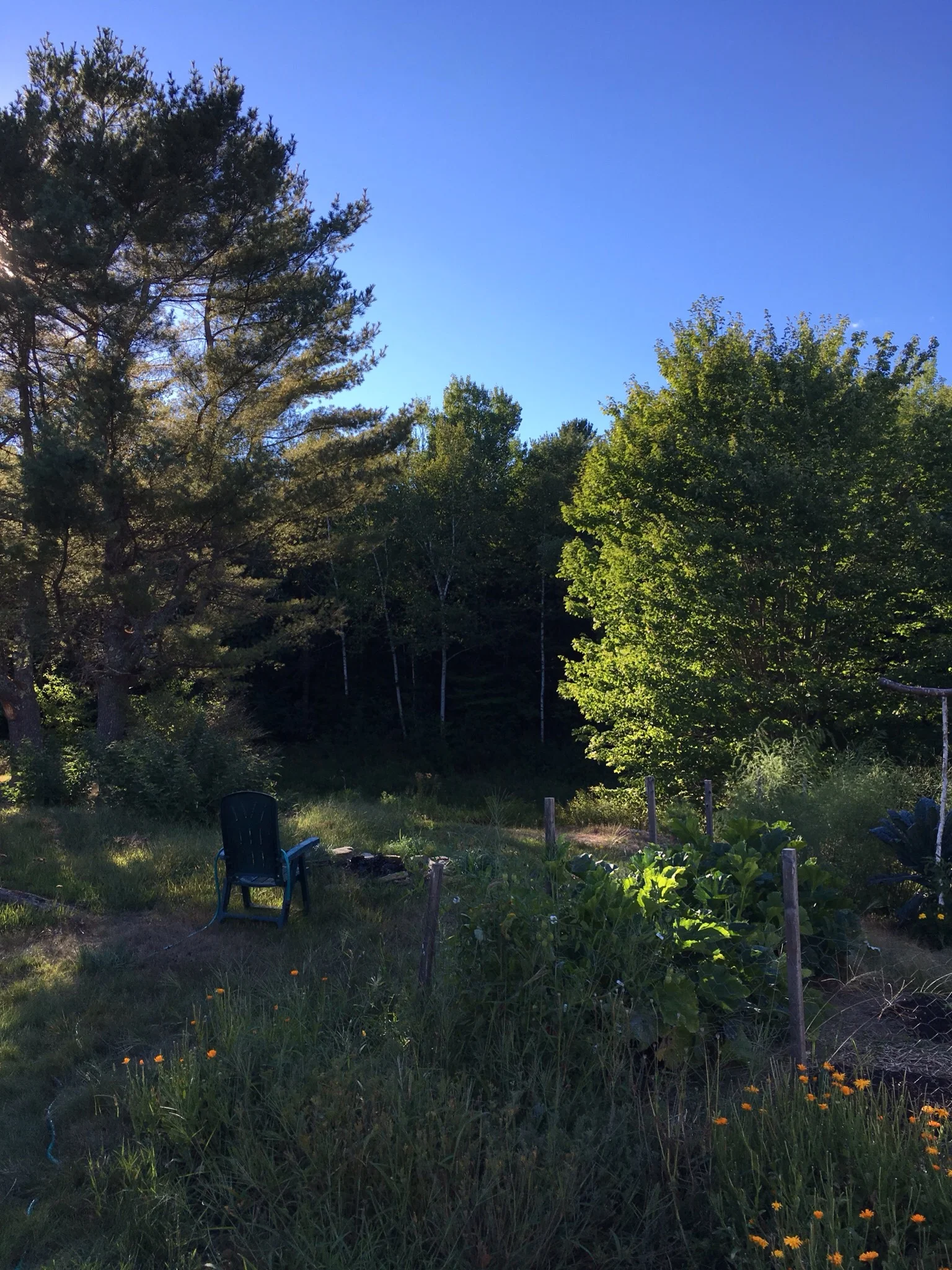 If you've ever visited my parents in the growing season, you were most likely given a garden tour. In the family tradition, here's a virtual tour of our kitchen garden. This is the end closest to the pond (completely dry in this drought), the twin pines, and the fire pit. The outside beds contain various still-blooming calendula varieties and gone-by poppies (California and corn). In the garden is the zucchini patch in the foreground and asparagus in the back. 