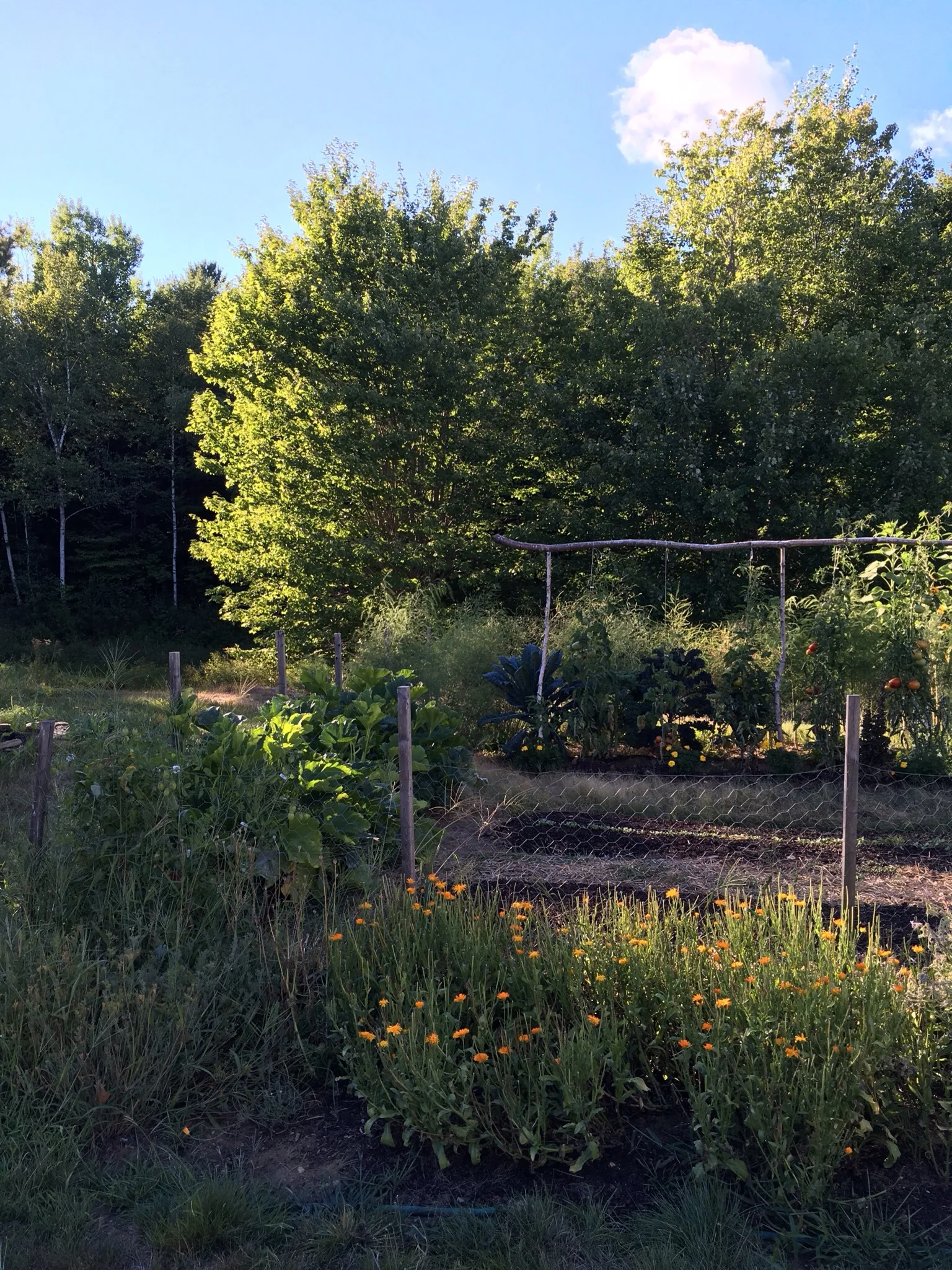 Front to back: more calendula, this year's garlic beds planted to fall lettuce and leafy brassicas, Mike's tomato trellis, kale trees behind, then asparagus and the start of the sunflowers on the far side of the garden. 