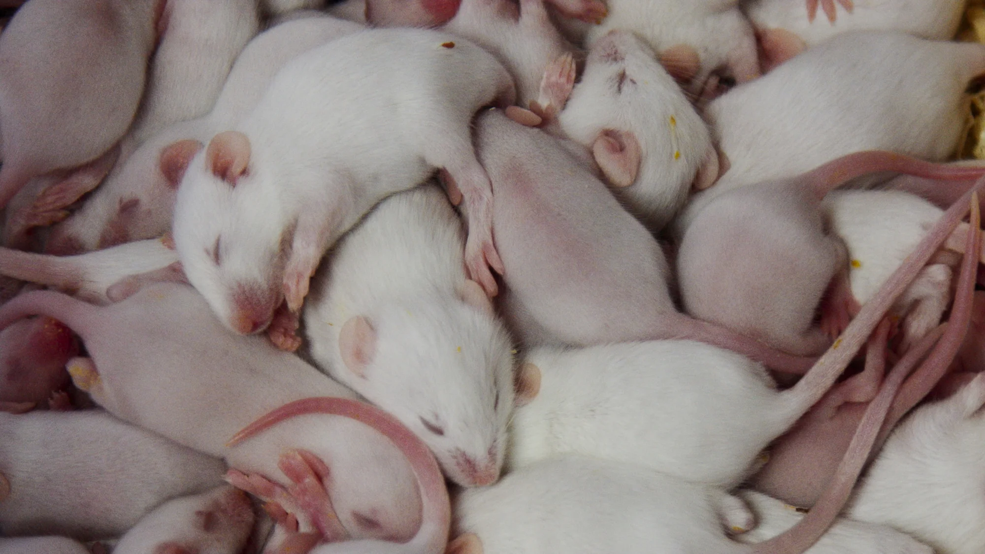 RAT FILM • Still 5.jpg
