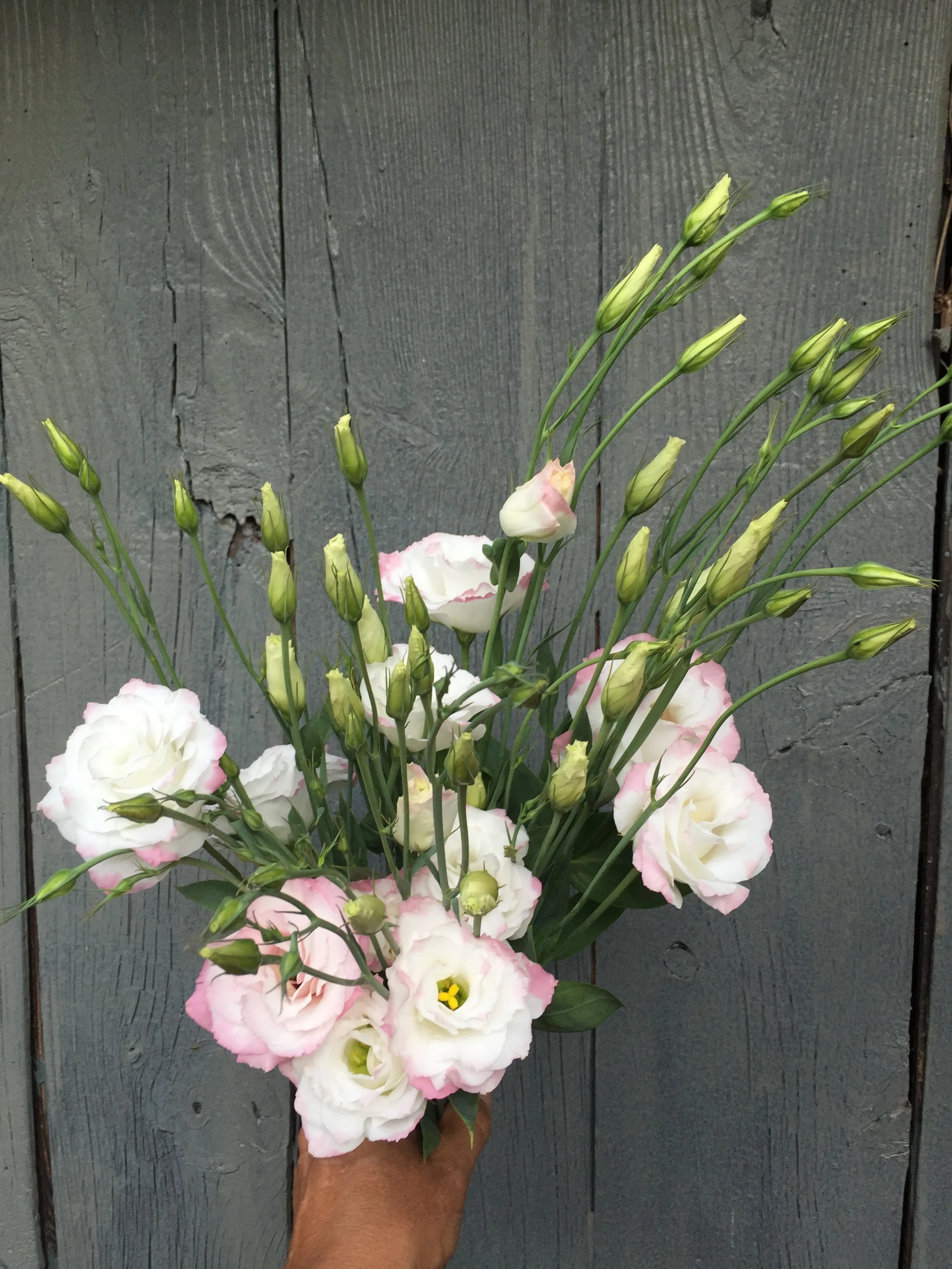 lisianthus.JPG