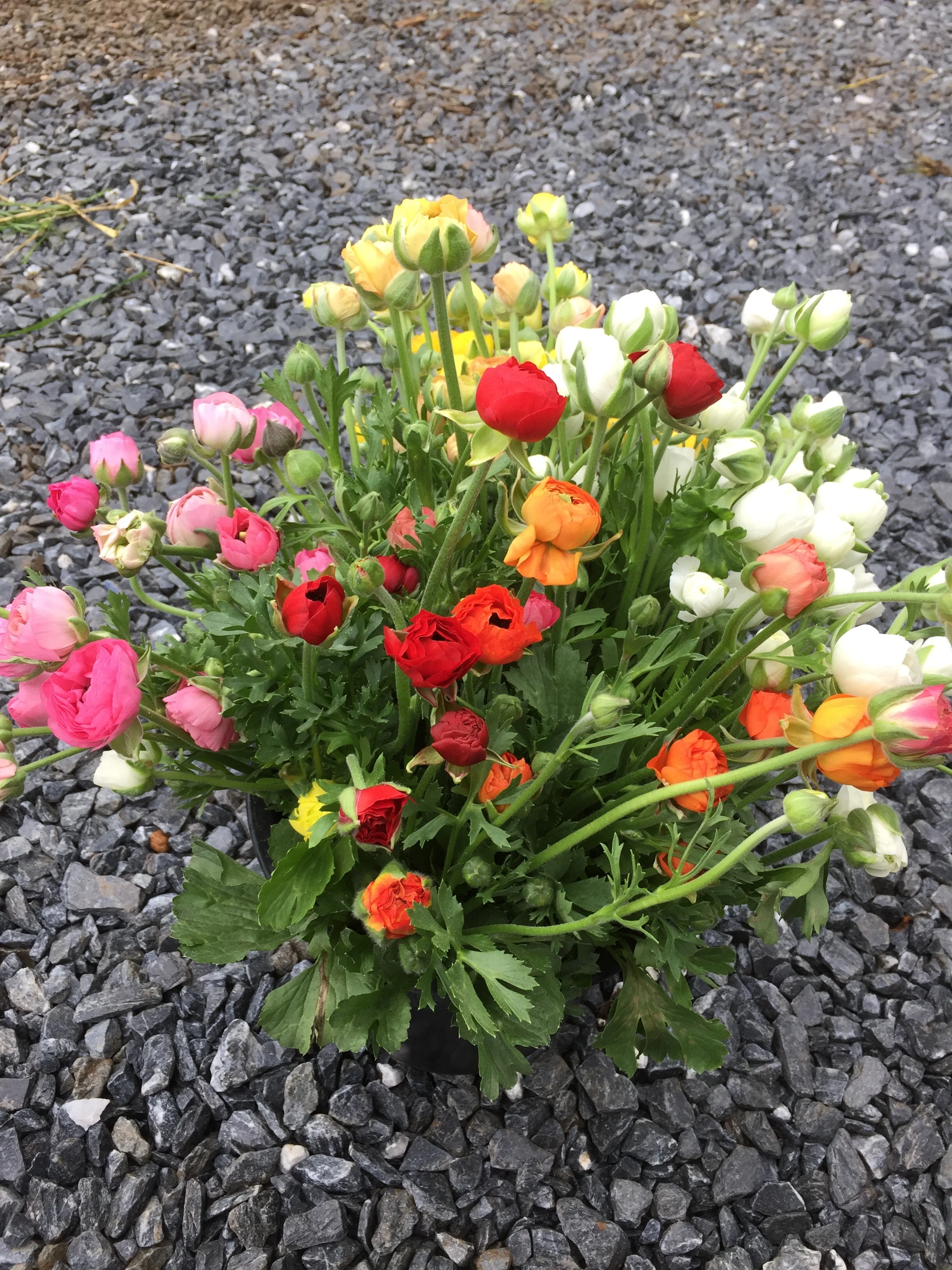 ranunculus.JPG