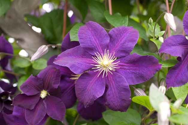 Clematis.jpg