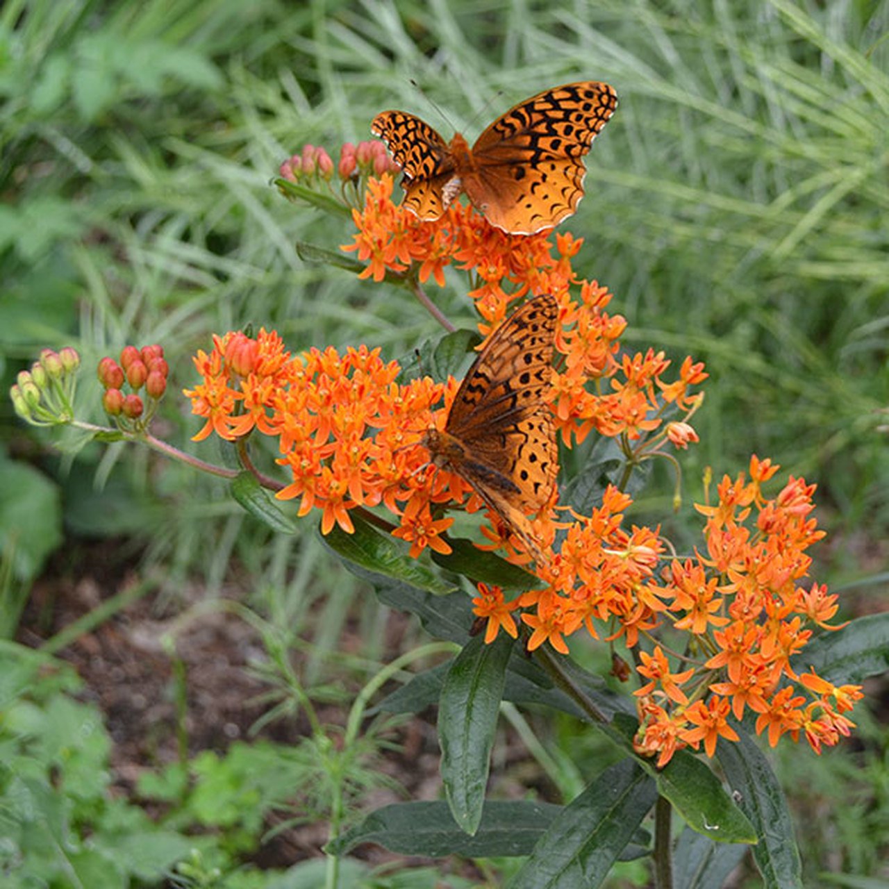 butterfly weed.jpg