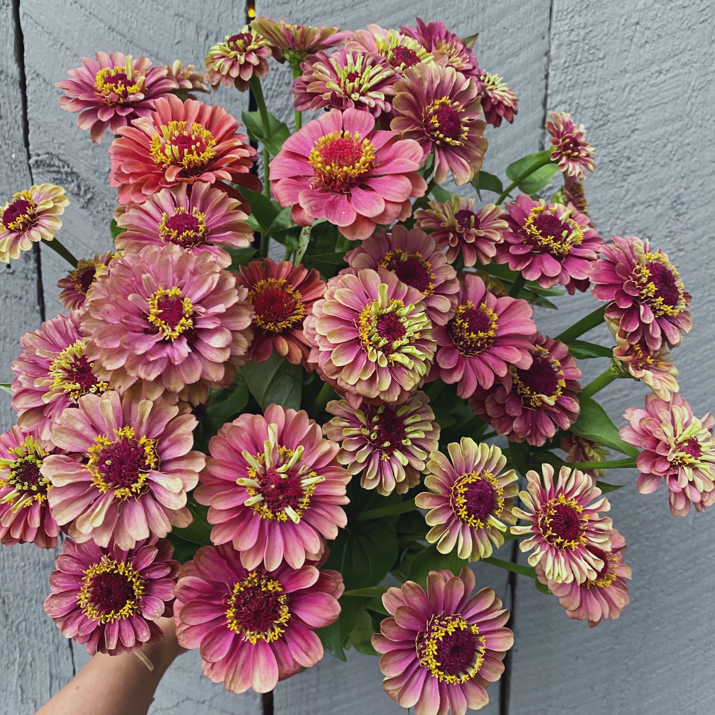 queen lime red zinnia.JPG