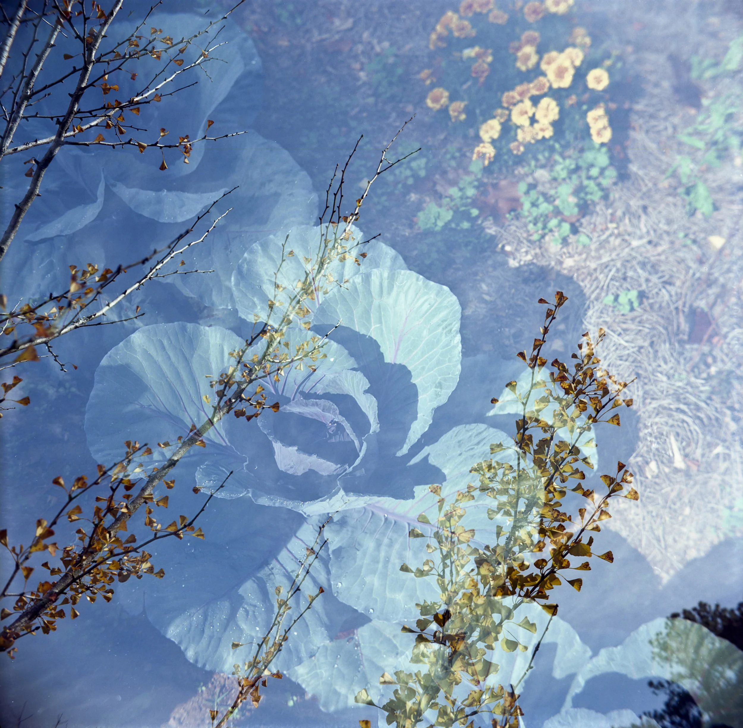 Marigold - master.jpg