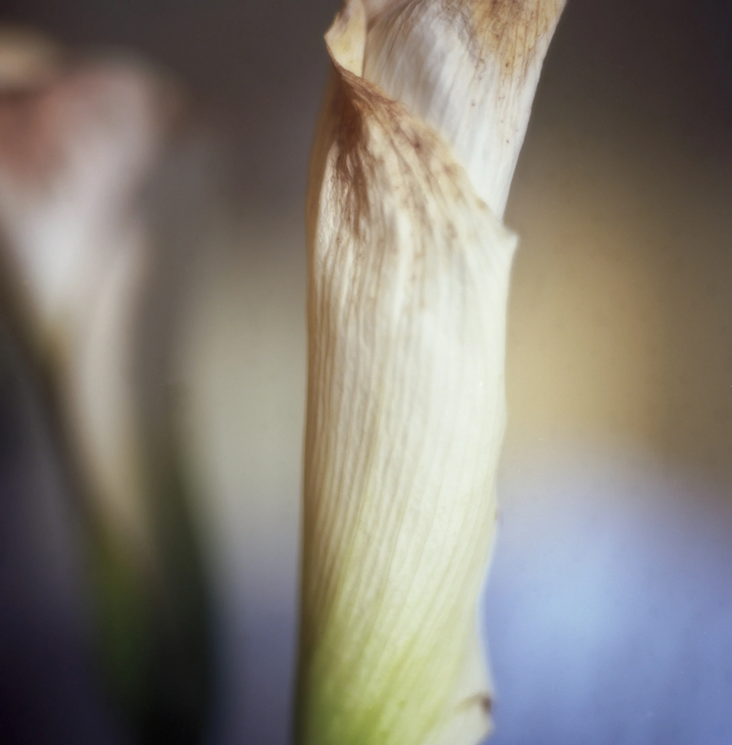 Lily Fold - Etsy - Master.jpg