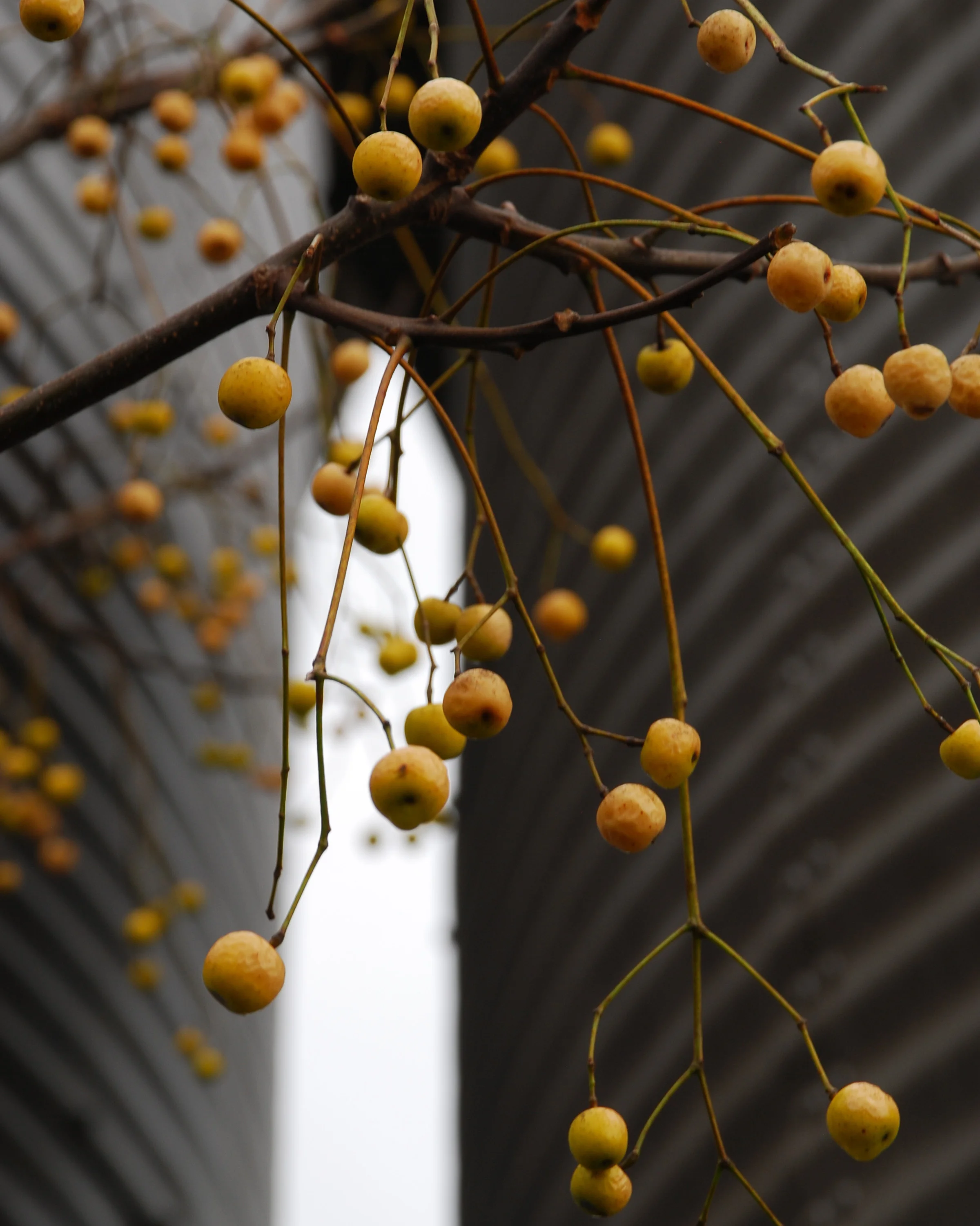 Chinaberry Gray - Etsy - Master.jpg