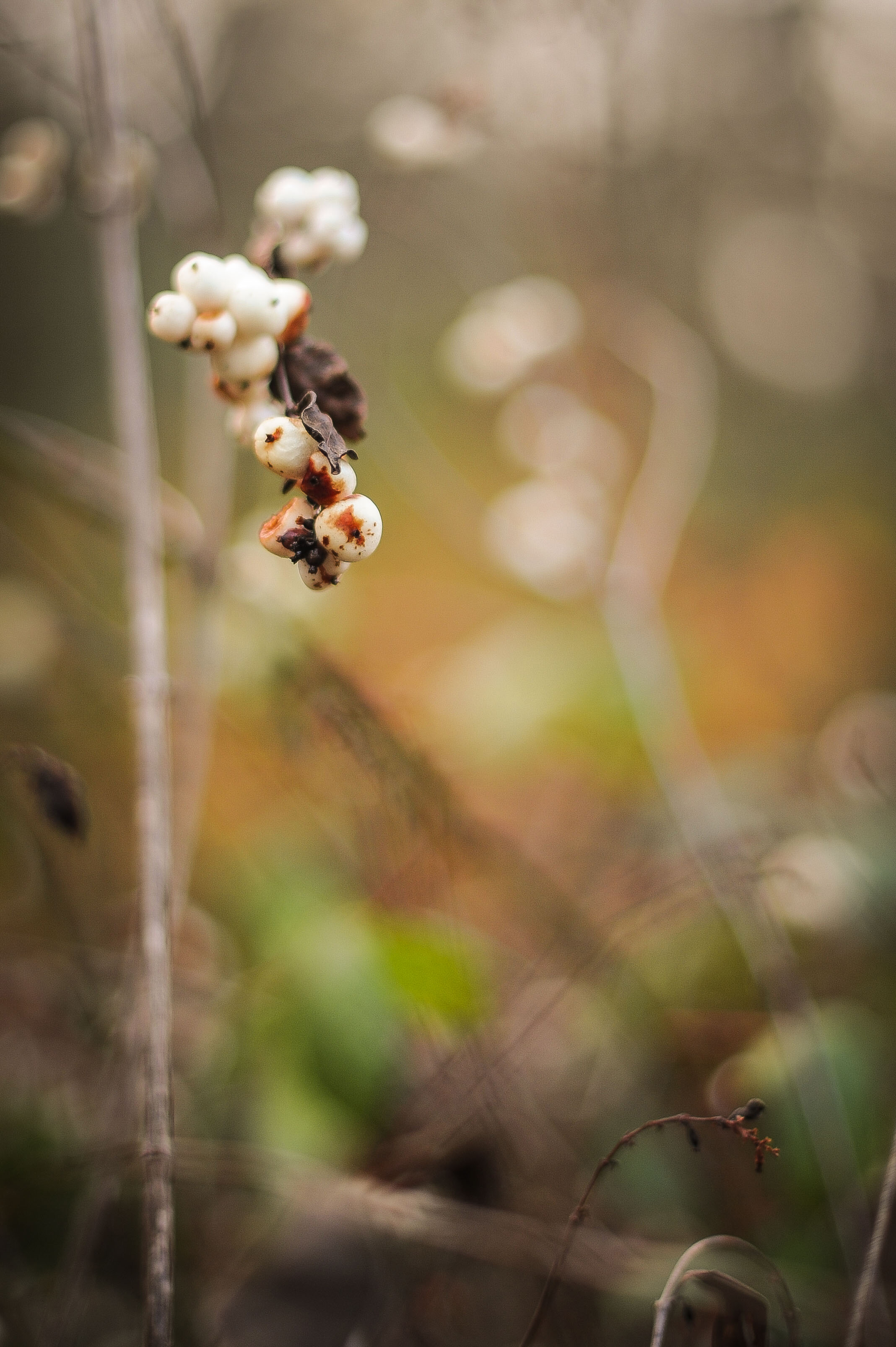 Autumn Berries - Master.jpg