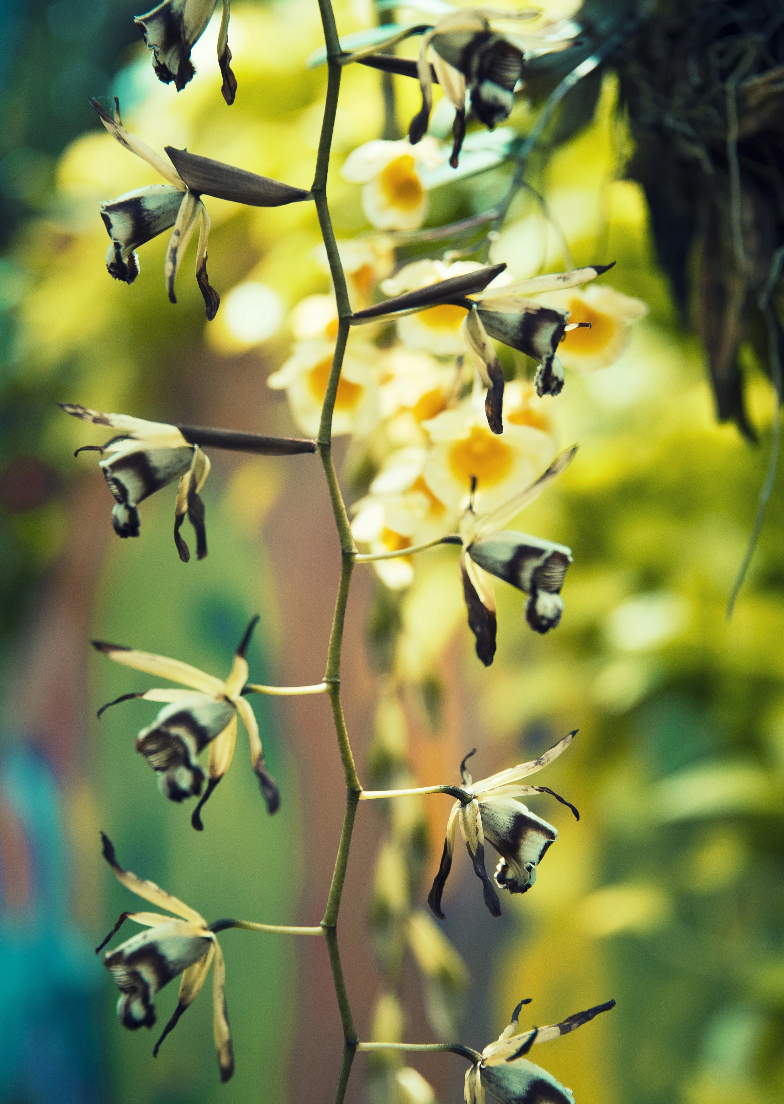 Dripping Orchids.jpg