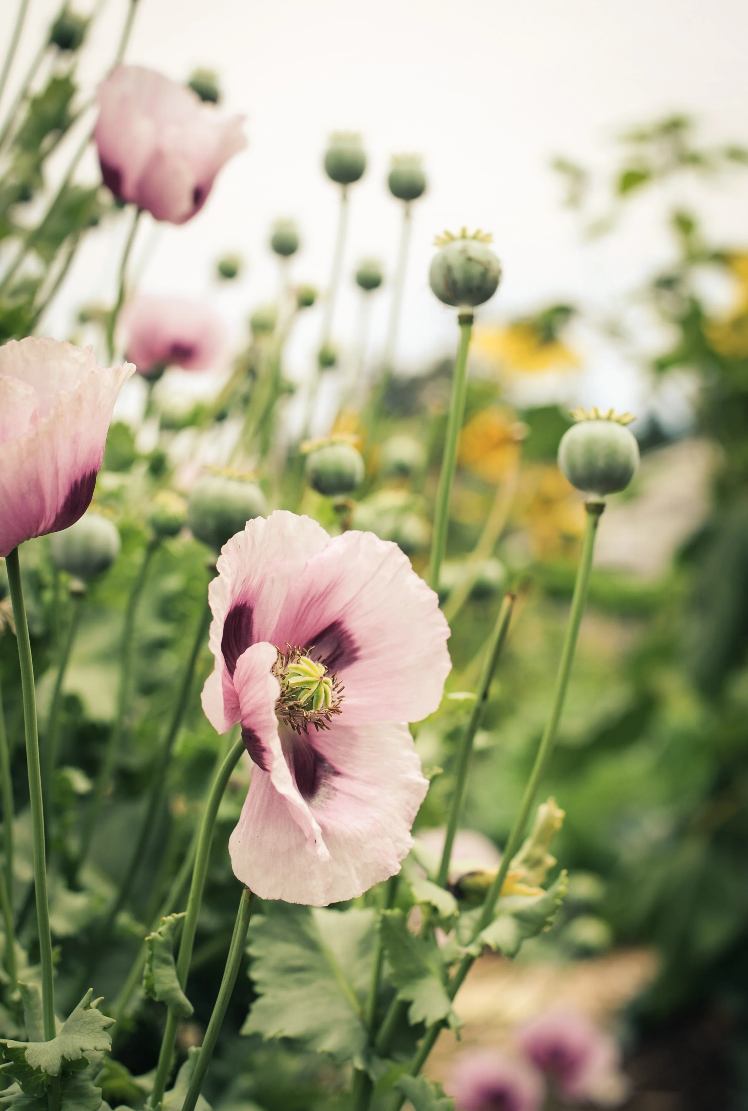 Homegrown0010.JPG