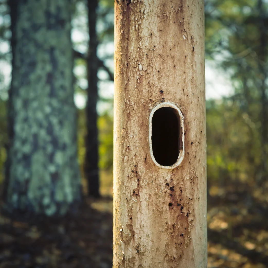 Holes for Peeping 2 - resize.jpg