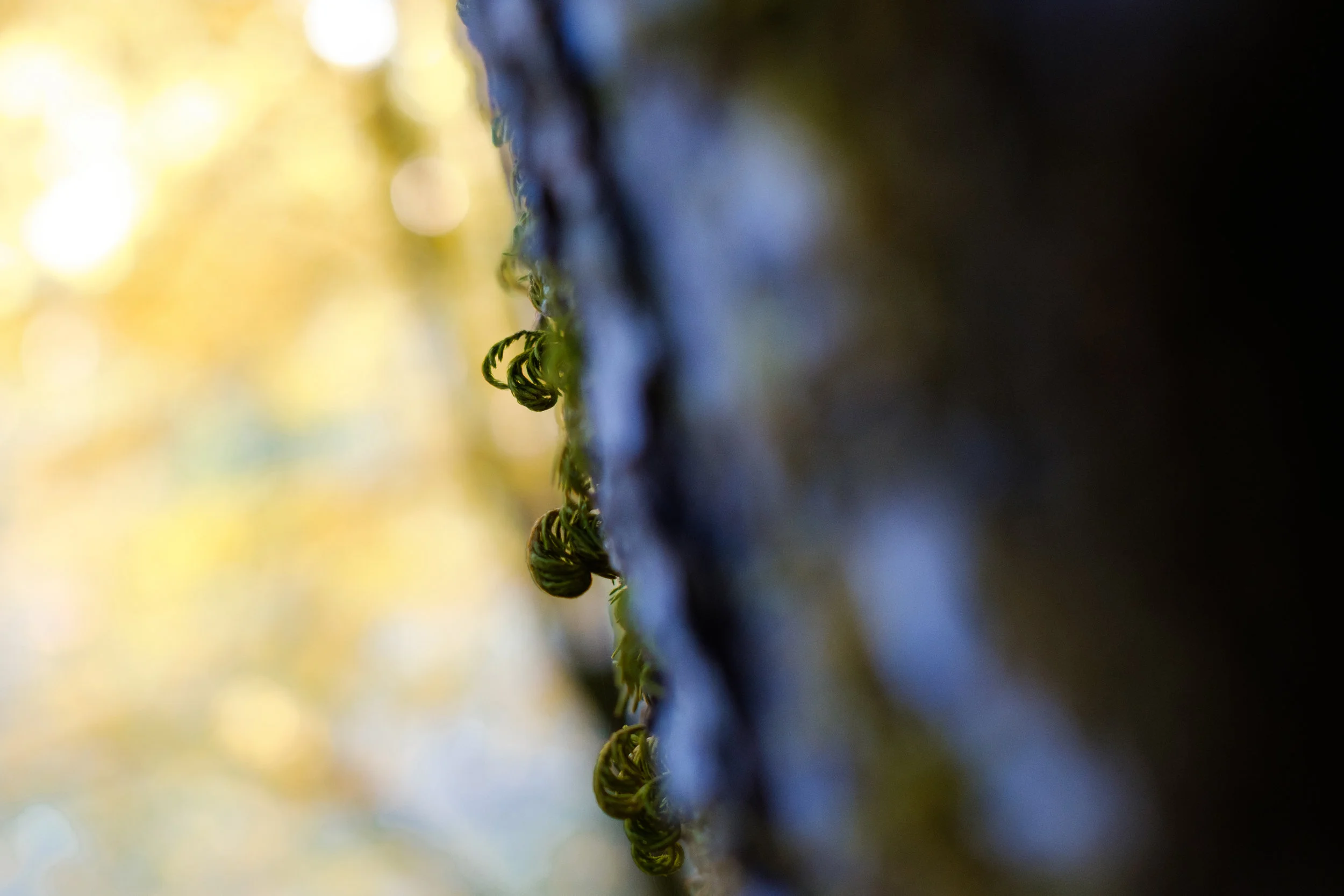 Shasta Faery Falls Batch 1_Hires_10.JPG