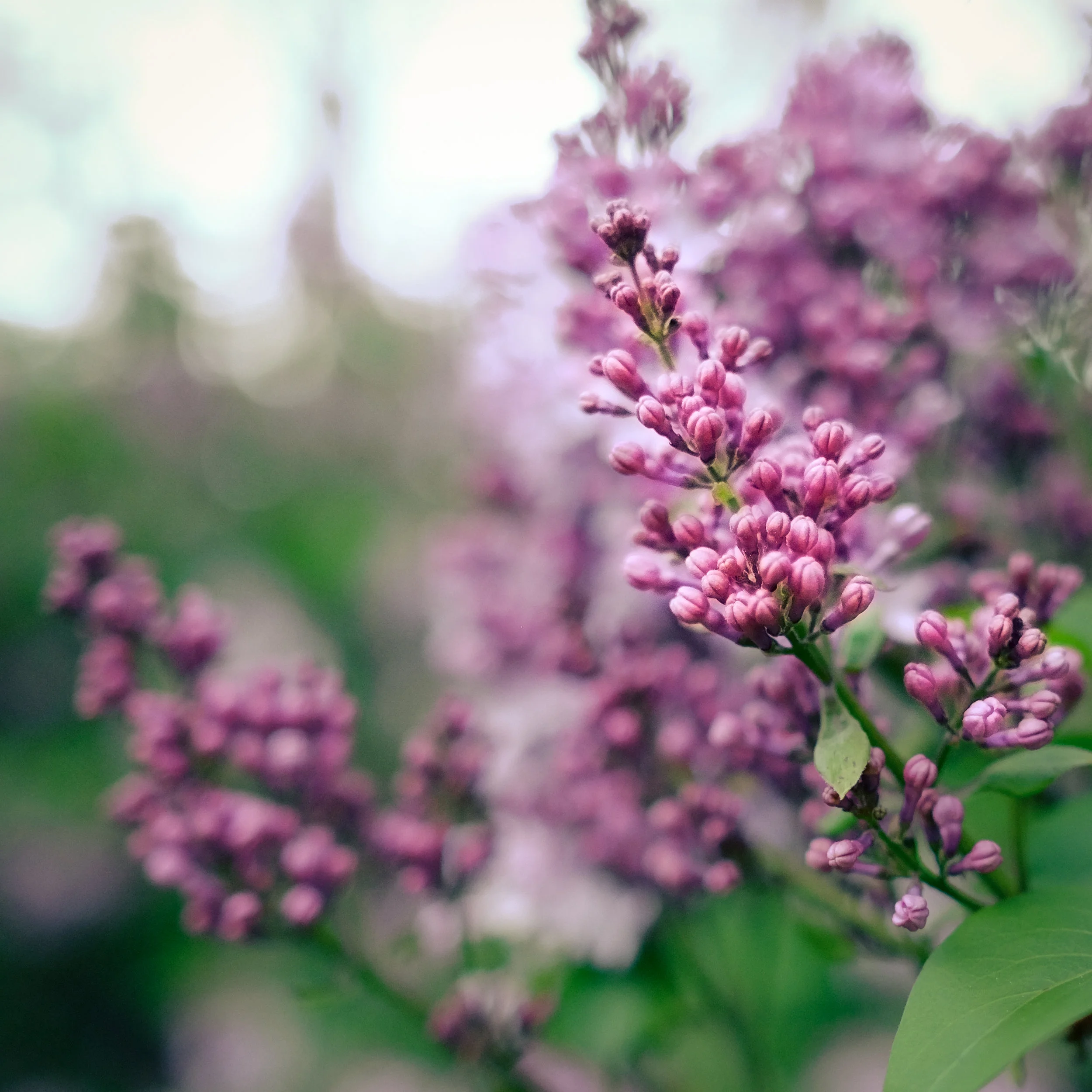 Purple Spring - Master01April 16, 2015.JPG