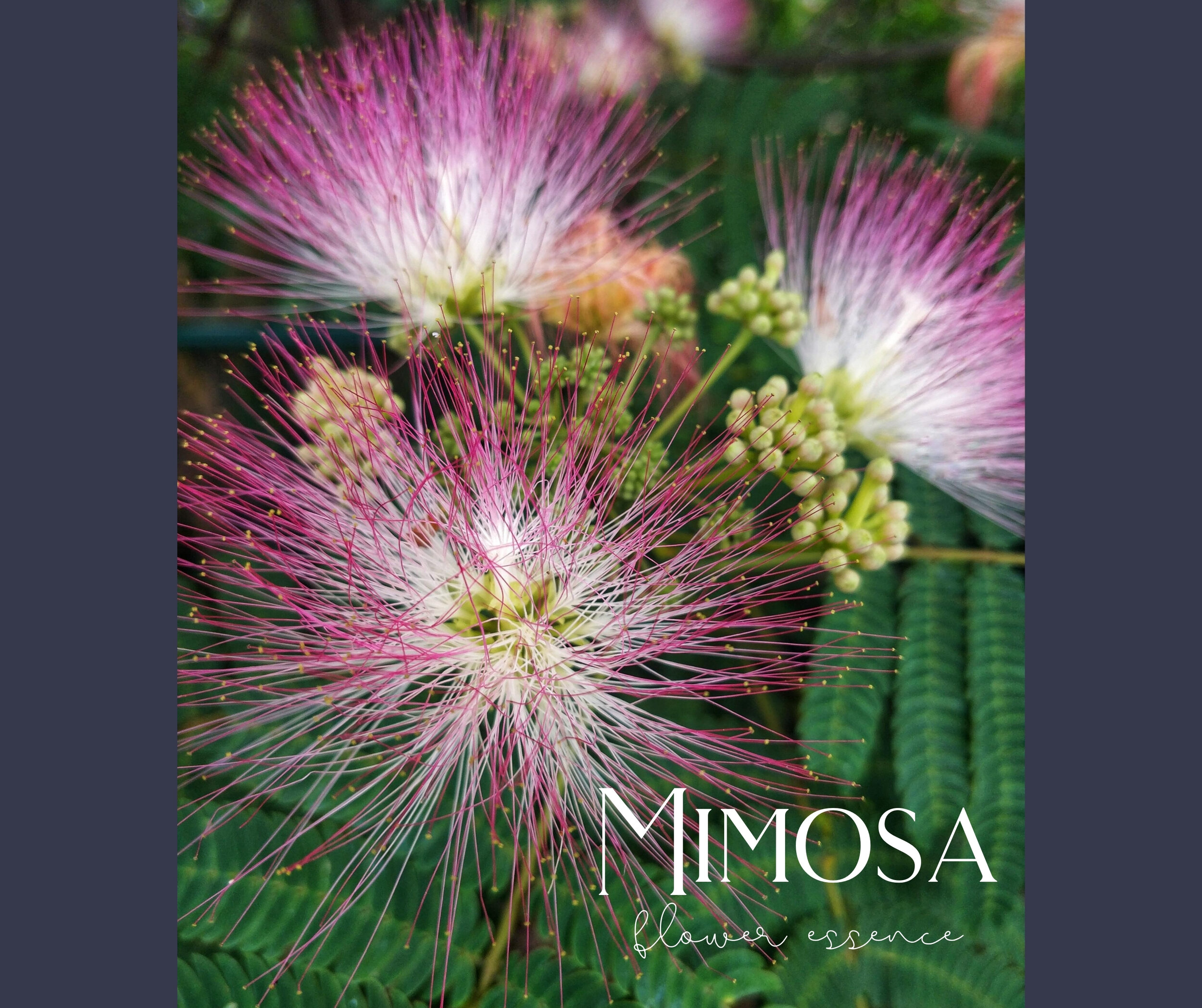 Mimosa Essence Cover Photo.jpg