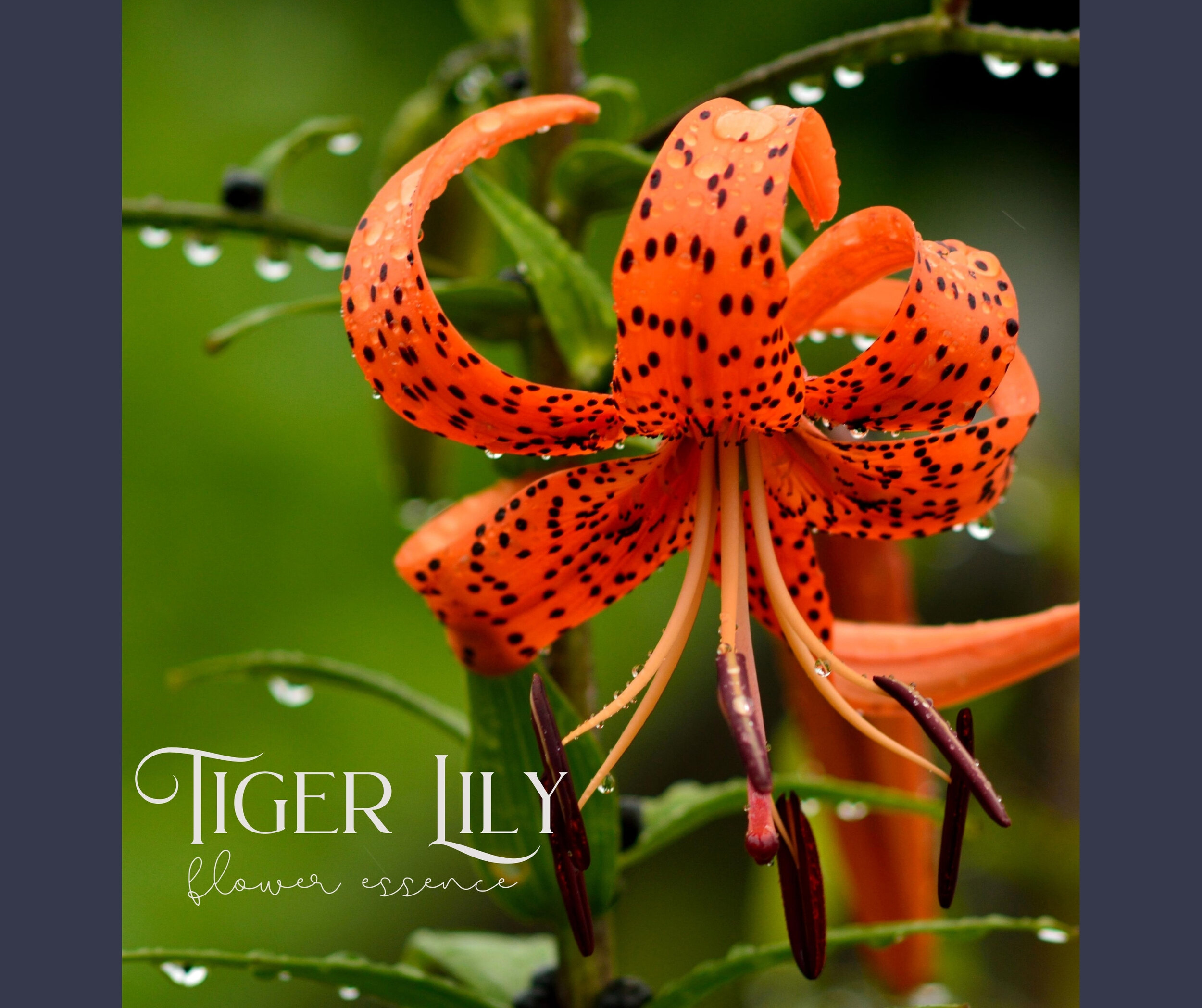 Tiger Lily Essence Cover Photo.jpg