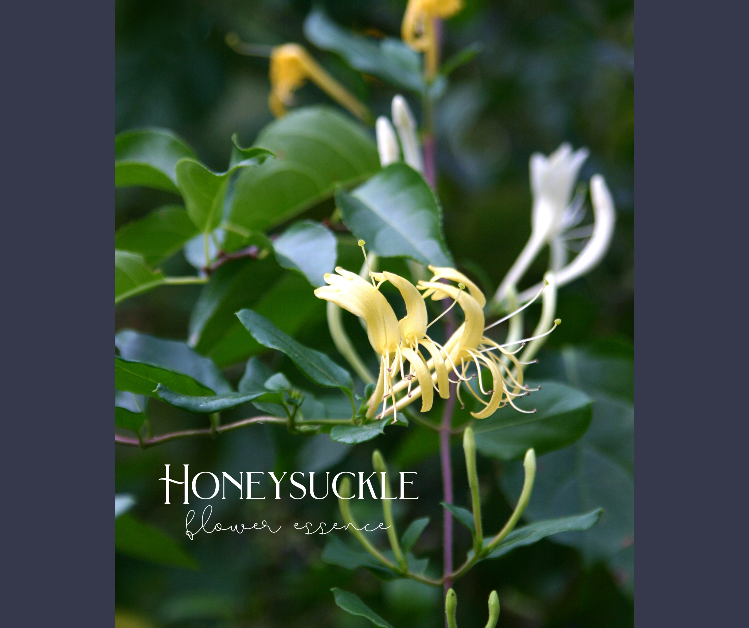 Honeysuckle Cover Photo.png