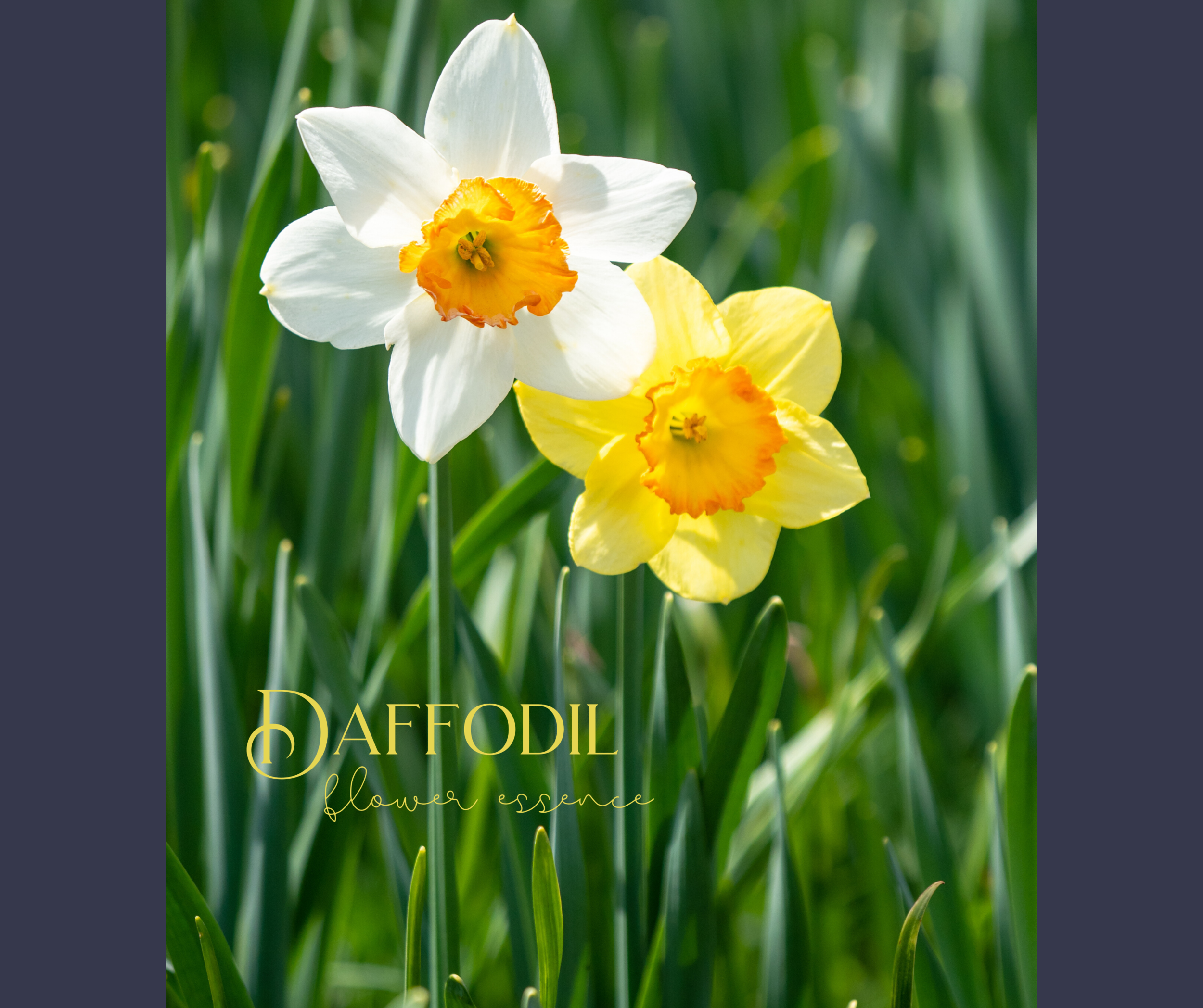 Daffodil Essence Cover Photo.png