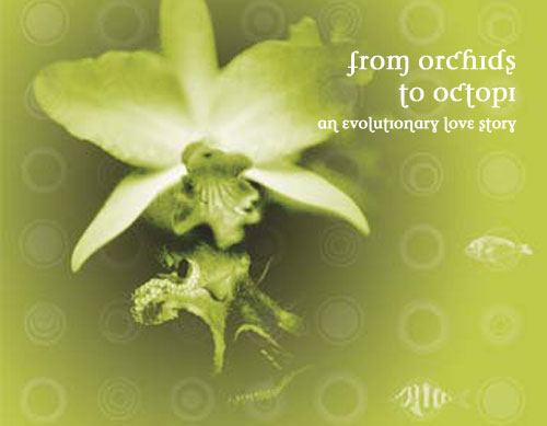 orchids_web.jpg