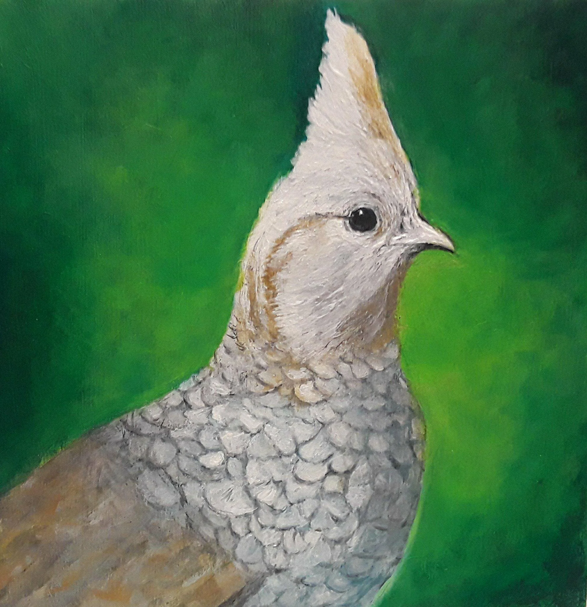 Scaled Quail