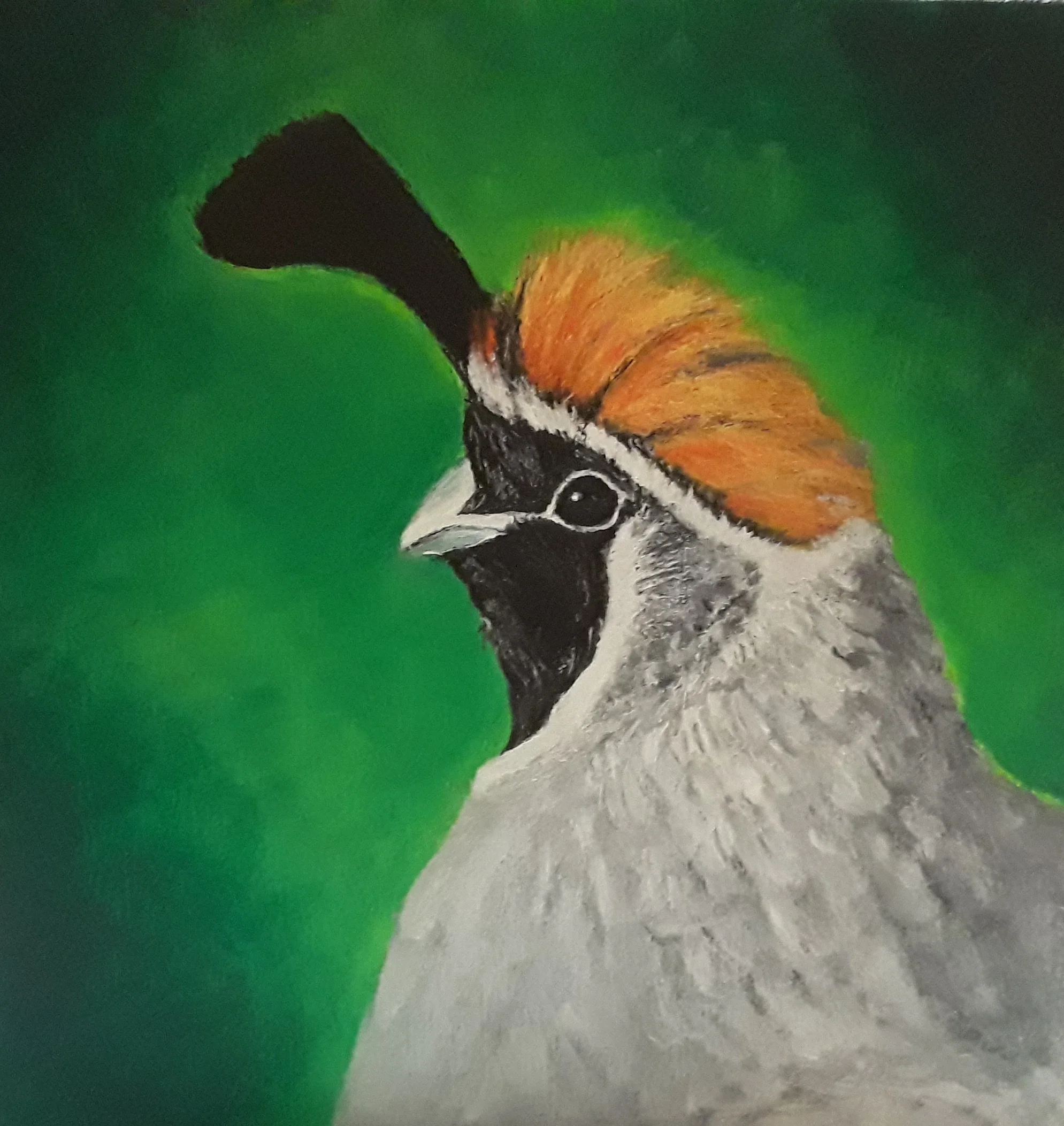 Gambel's Quail