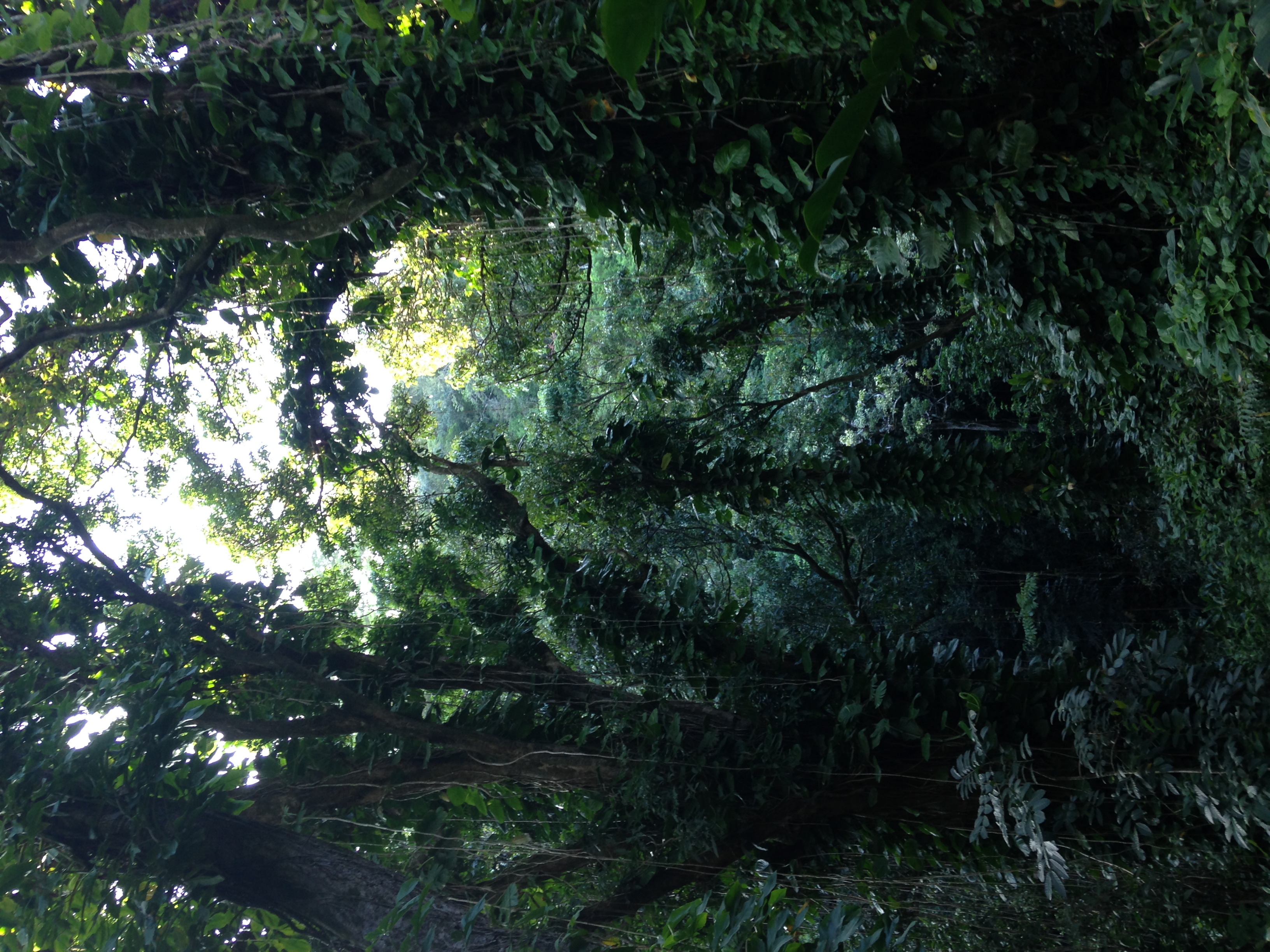 palolo-valley.JPG