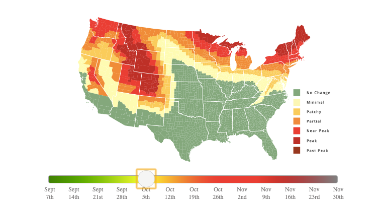 fall foliage.png