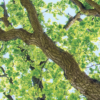OakTree.jpg