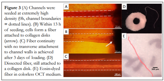 Tissue Engineering2.PNG