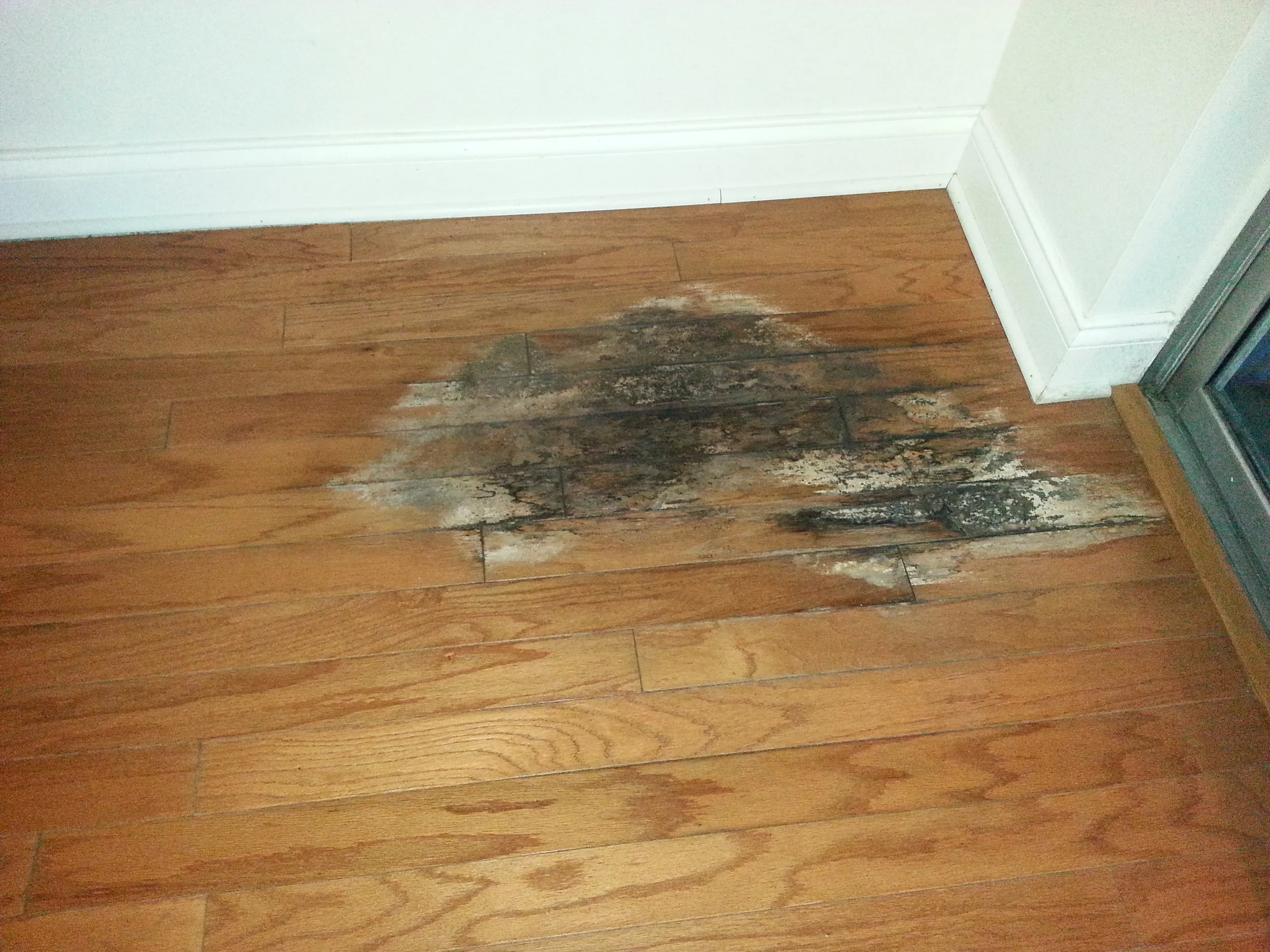 rotted_wood.jpg