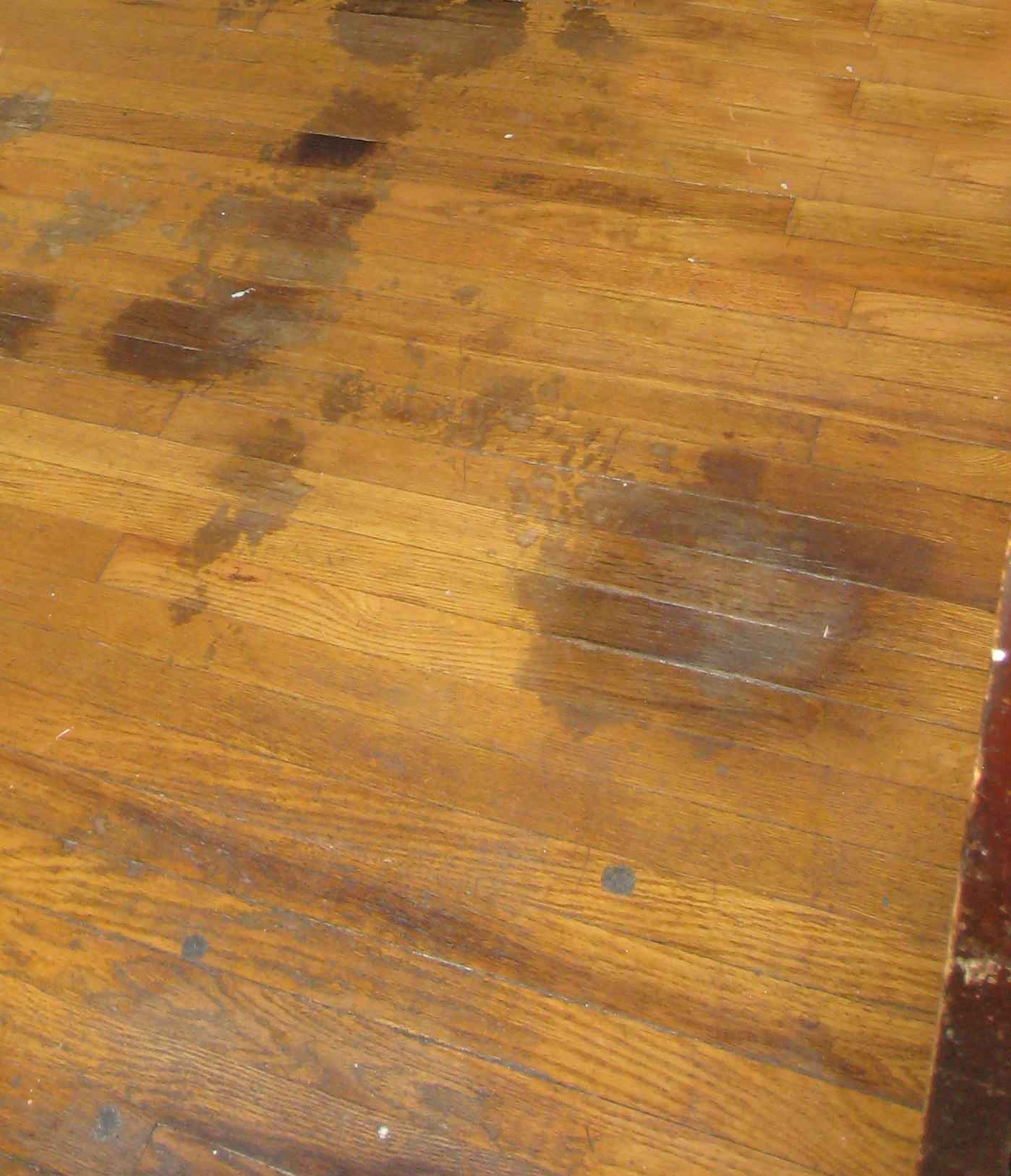 Pet stains that weren't cared for immediately.
