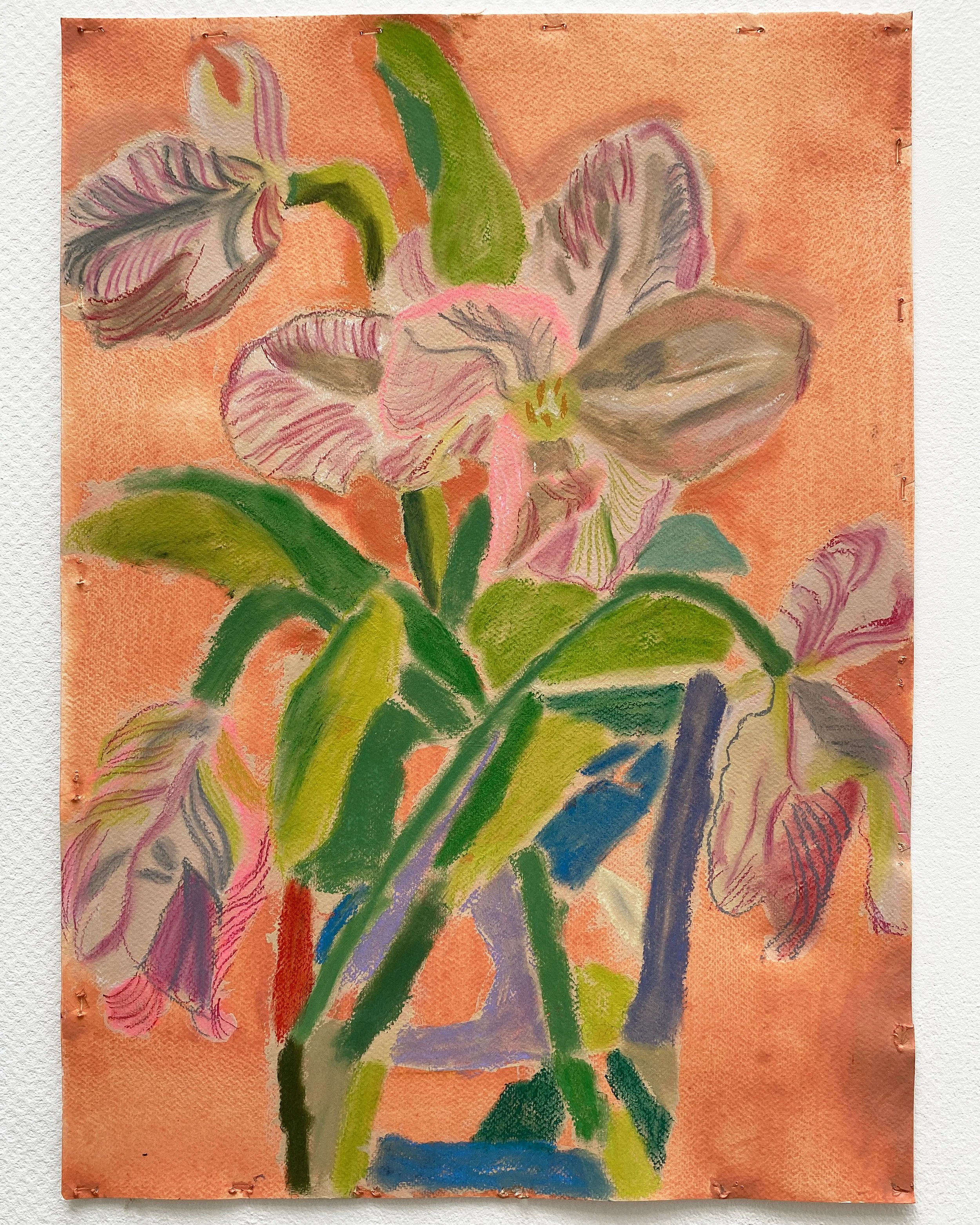 Parrot Tulip on Coral 1 5x4.jpg