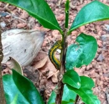 Meet two caterpillars from the garden