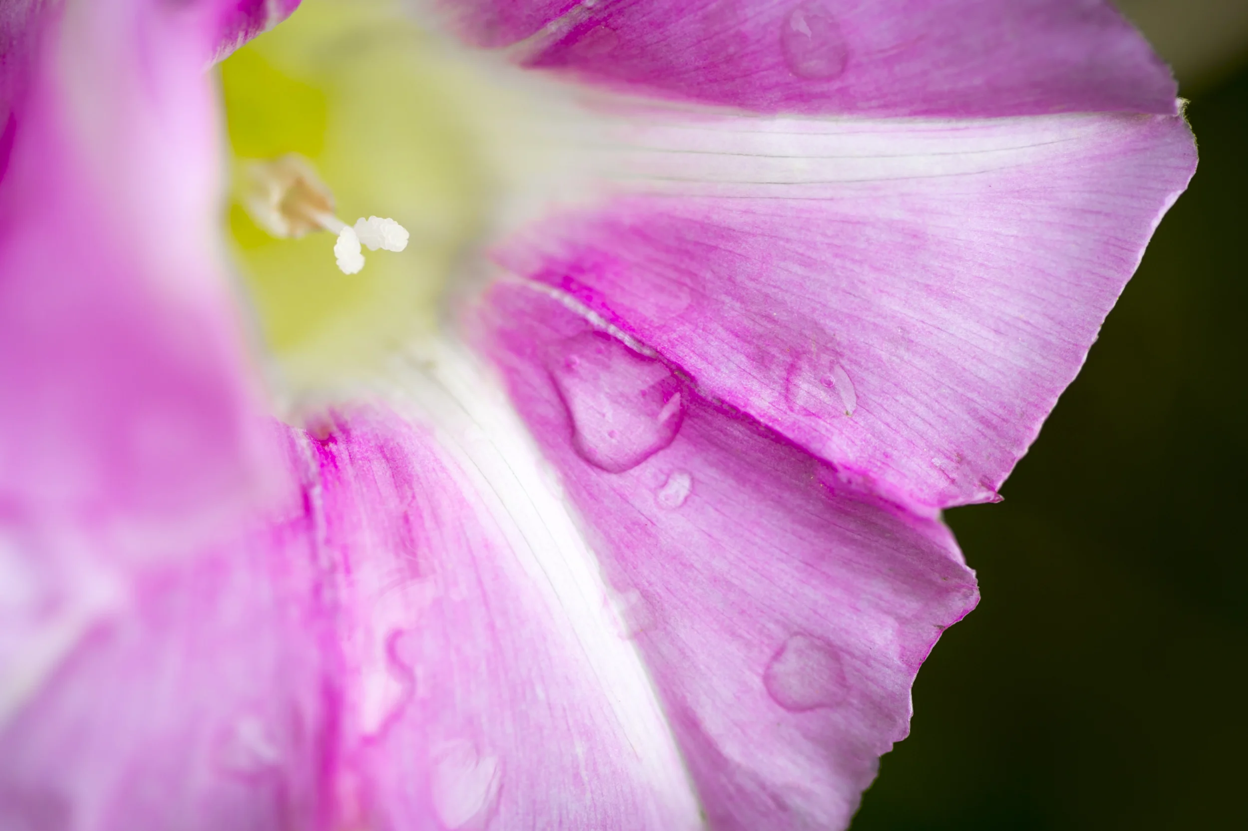 pink flower with drops.jpg