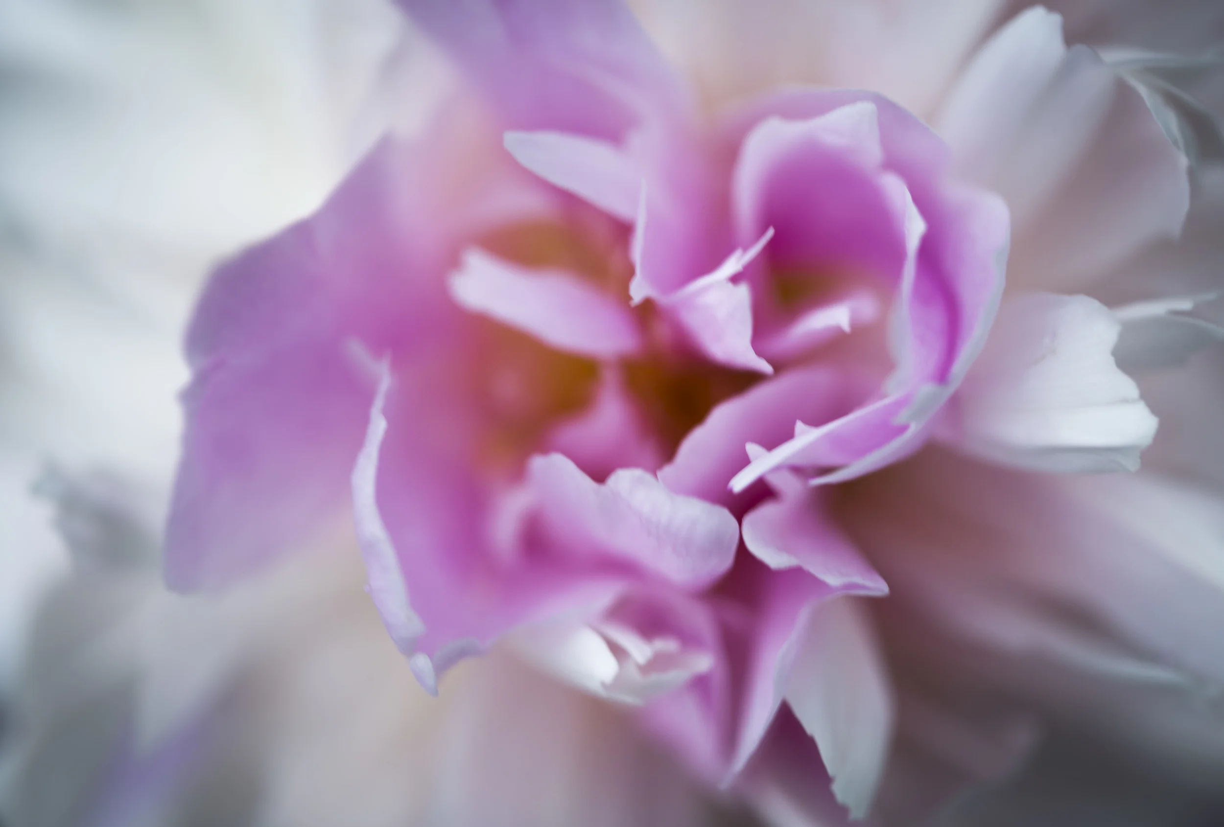 white and pink flower 4.jpg