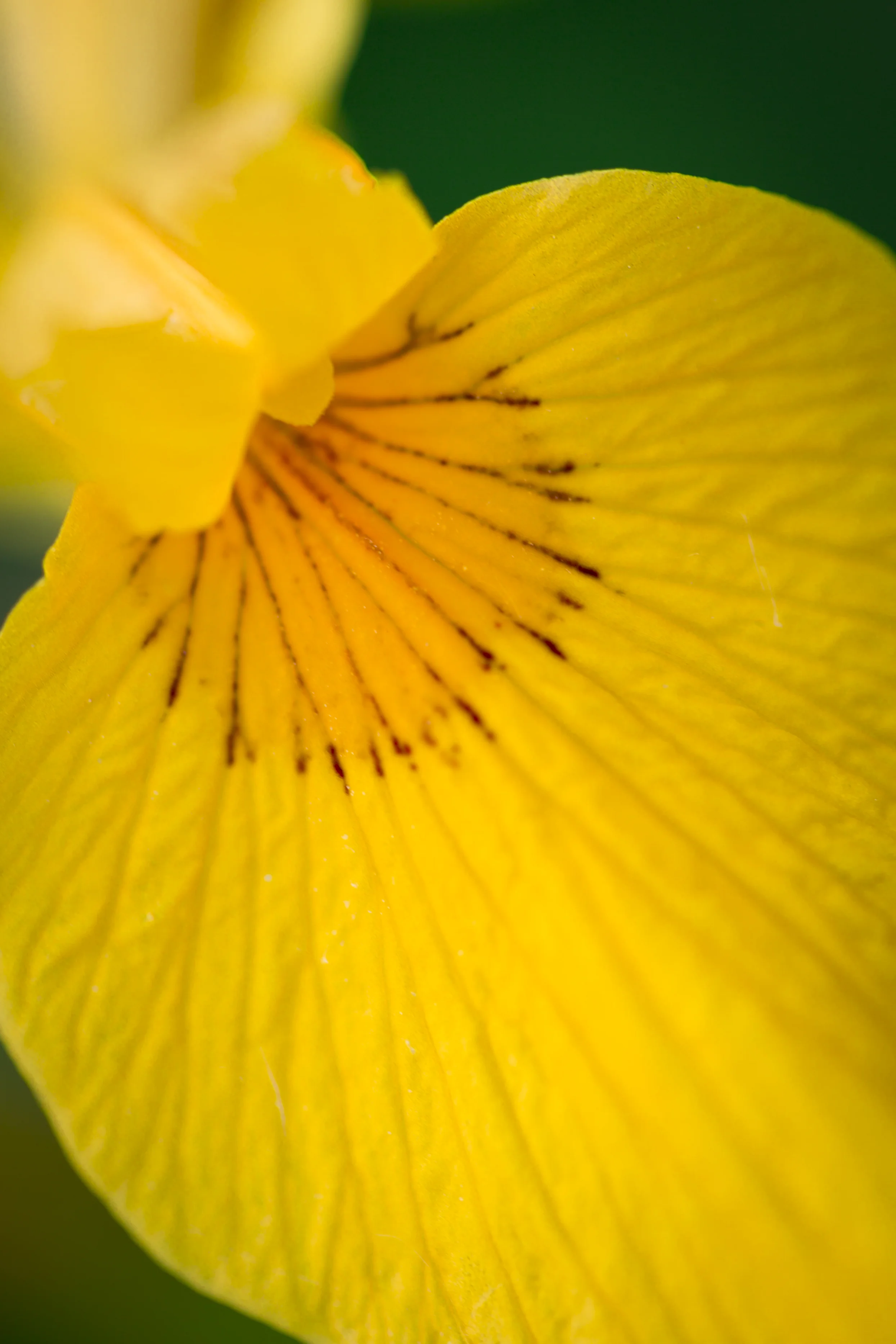 Yellow petal.jpg