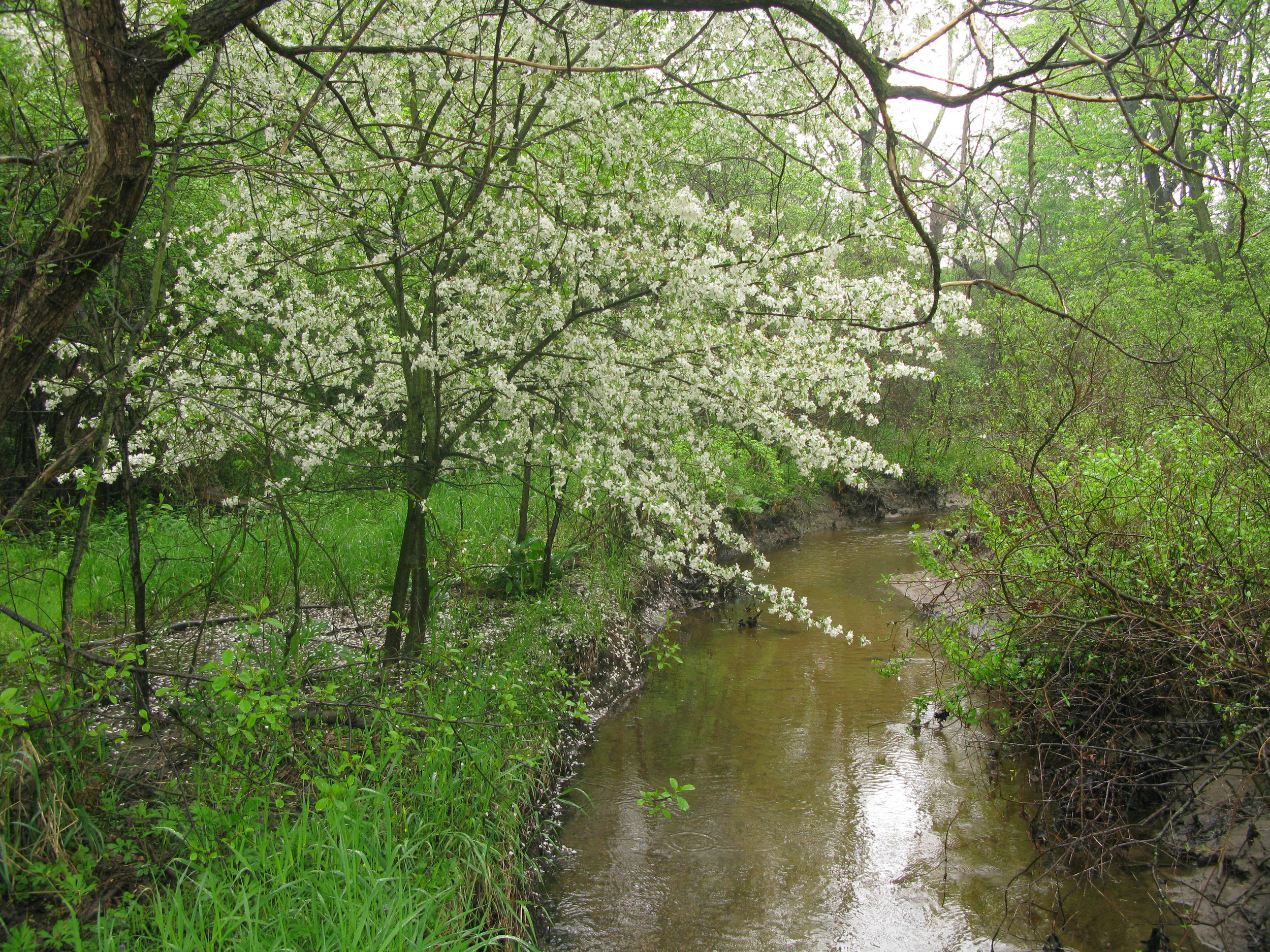 Swift Run in the Spring.
