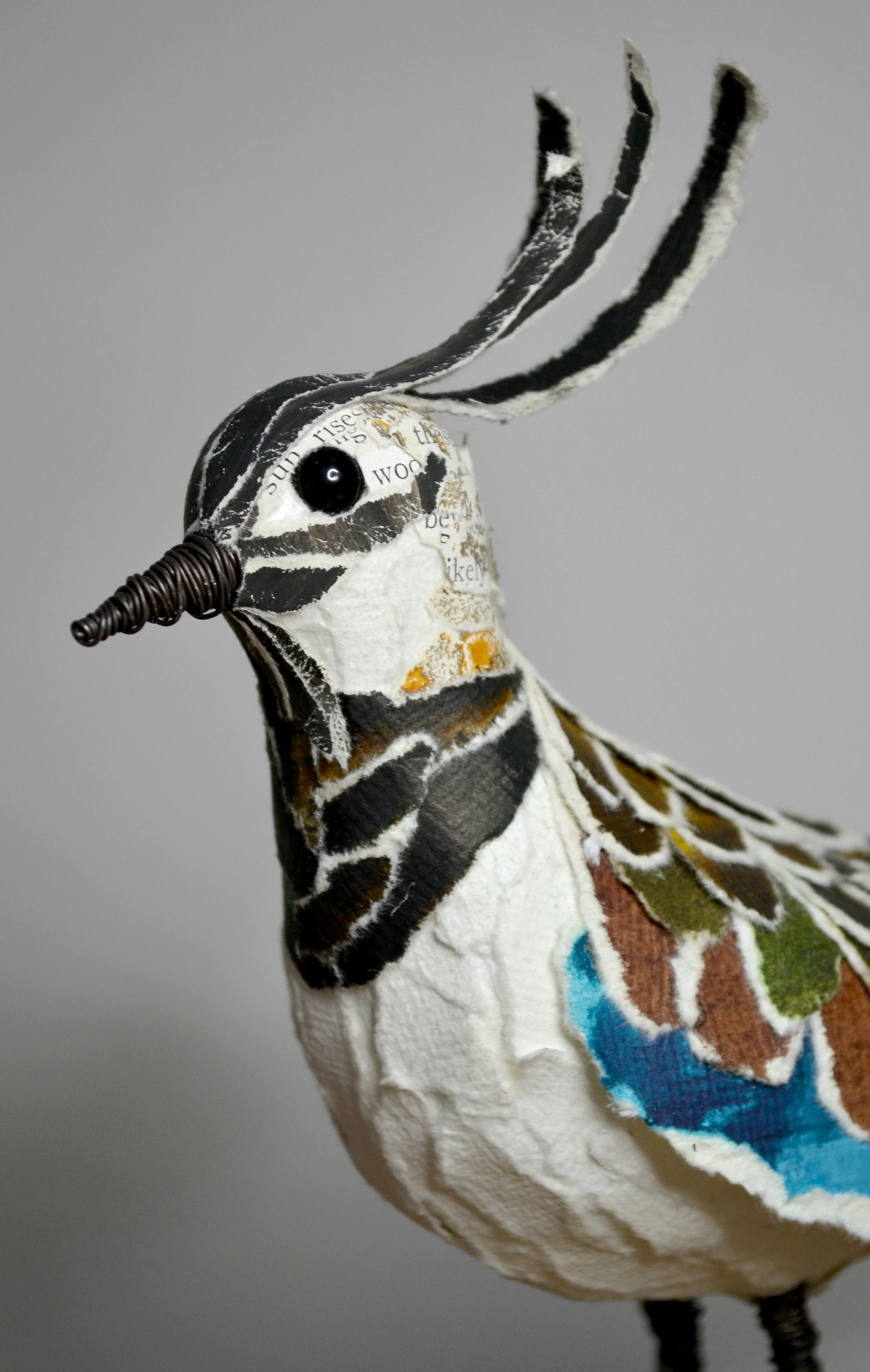 Lapwing