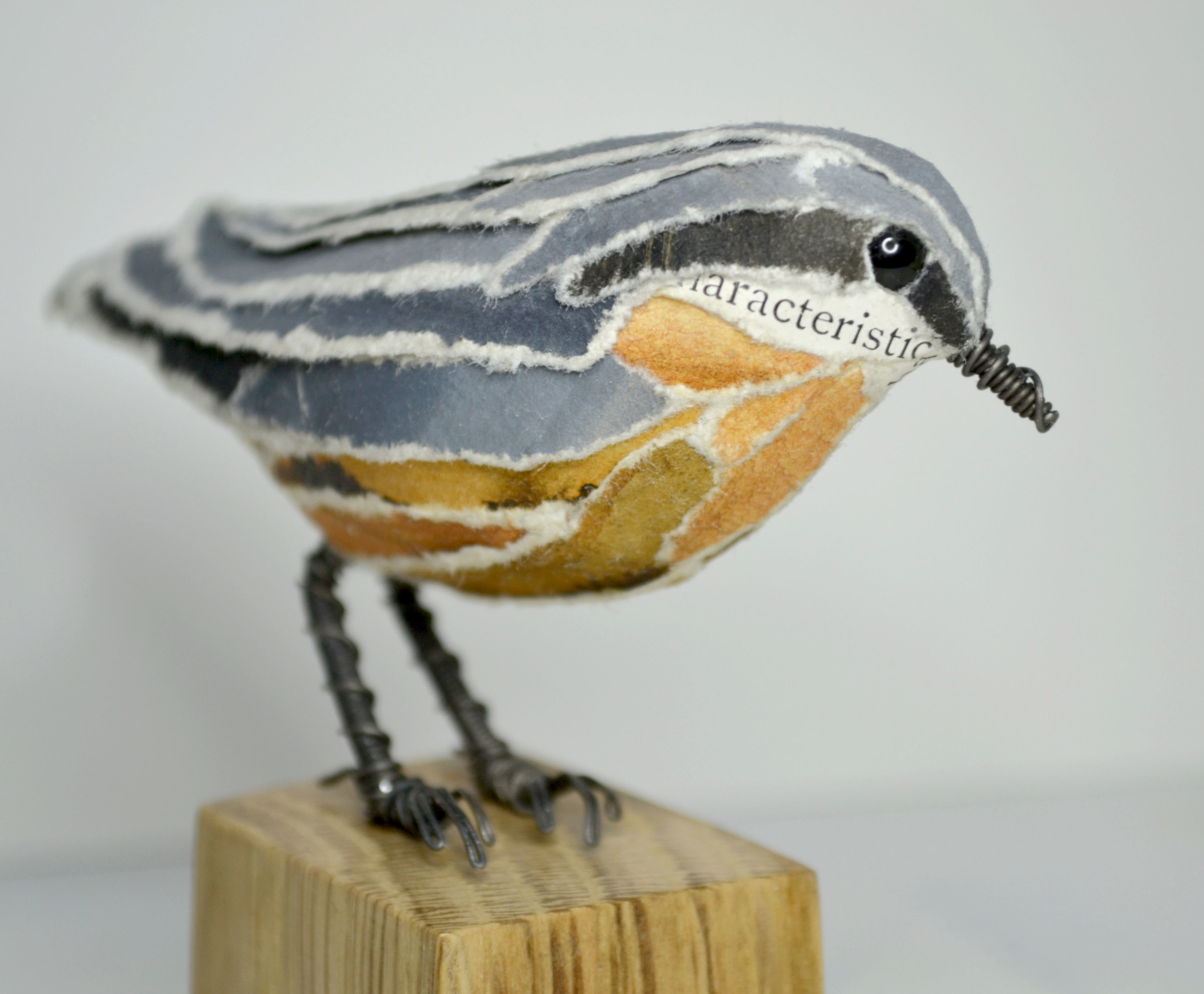 Nuthatch