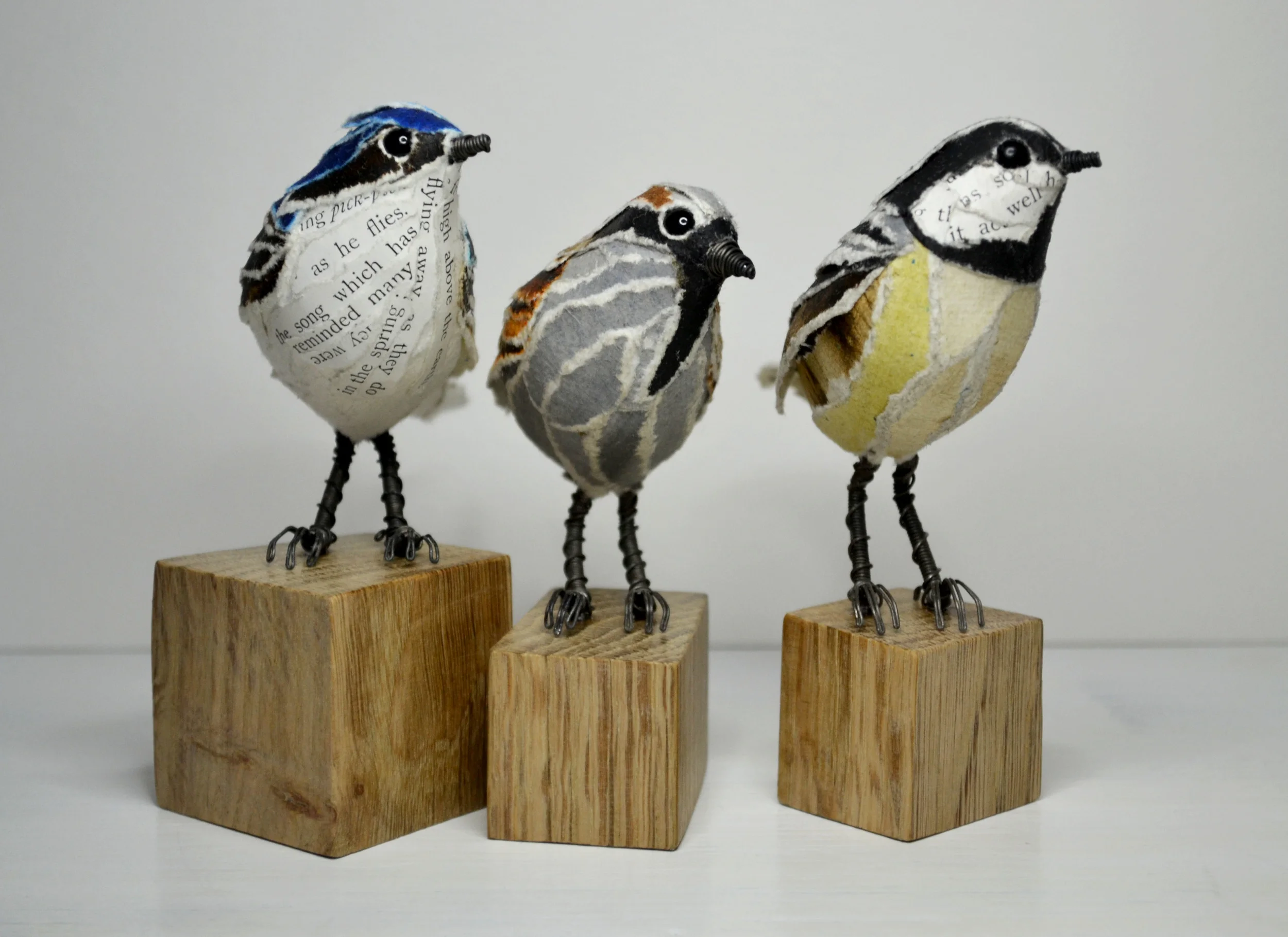 House Martin, House Sparrow & Coal tit 2014